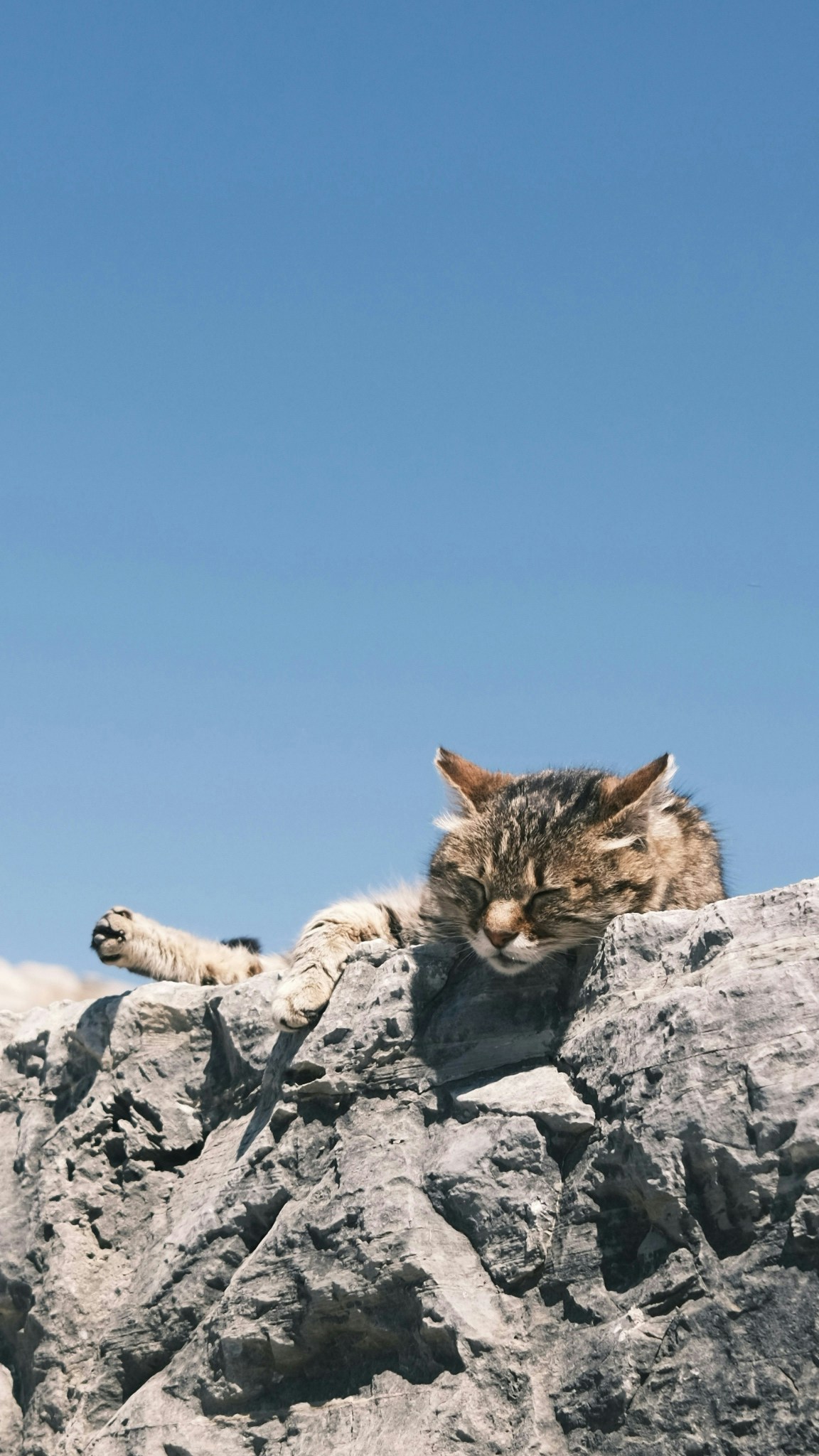 2026-04-find-new-pieces-cat-image-20