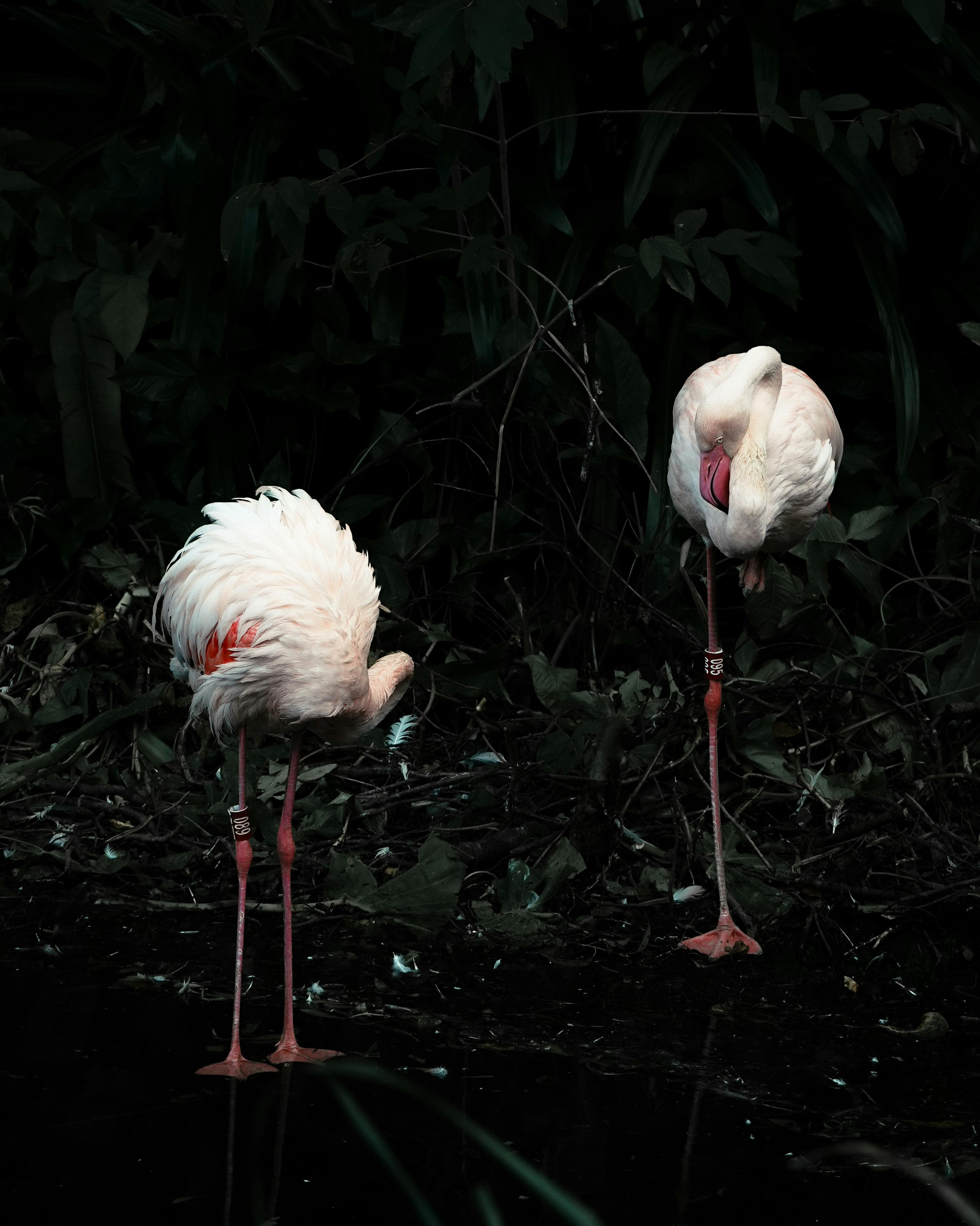 2026-07-find-new-pieces-wild-birds-image-14