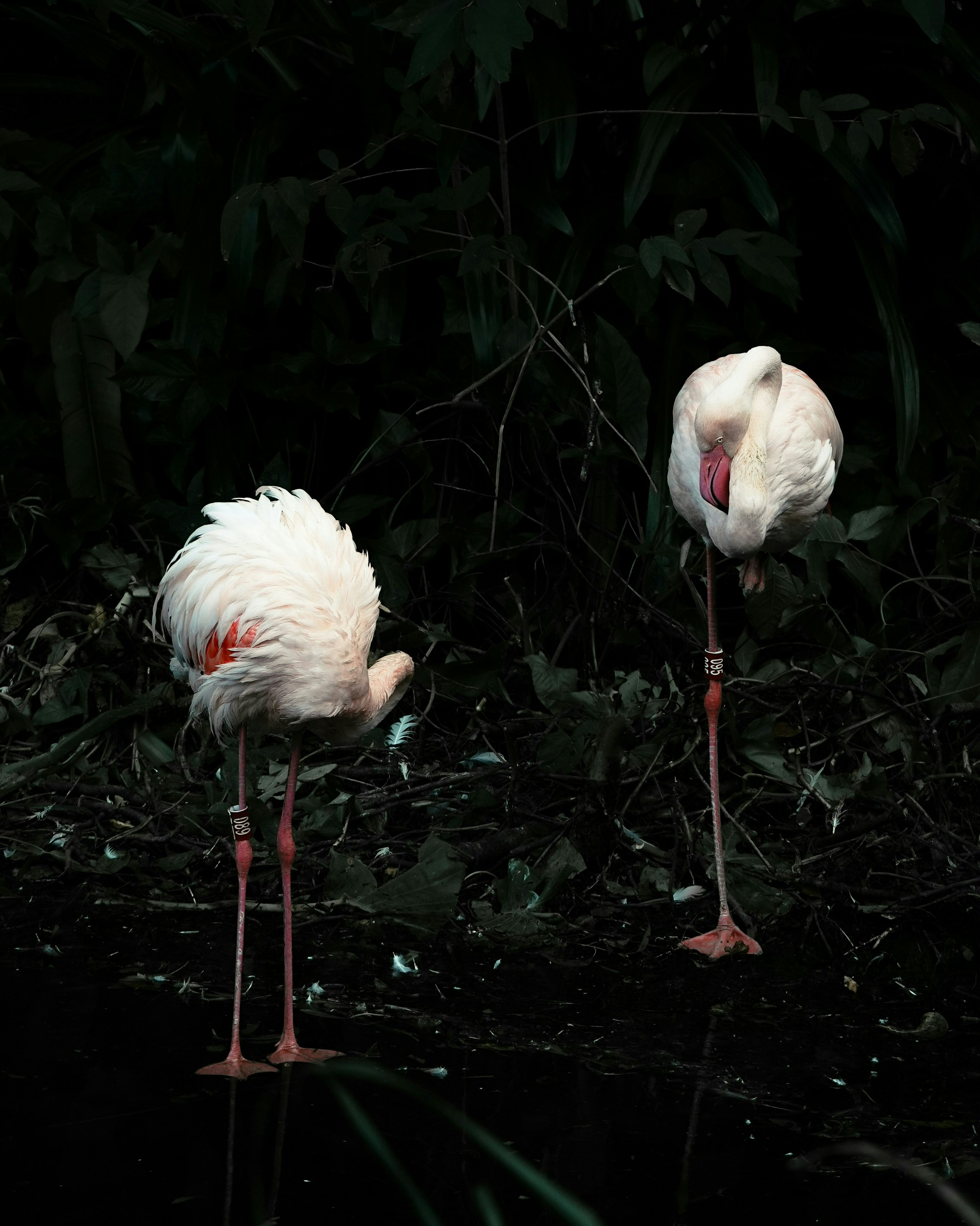 2026-07-find-new-pieces-wild-birds-image-14