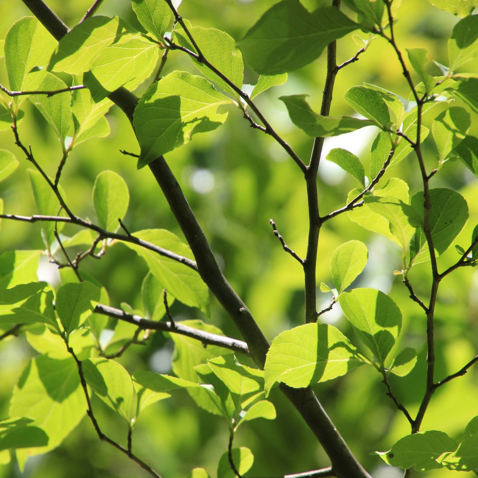 2024-05-green-cover-image