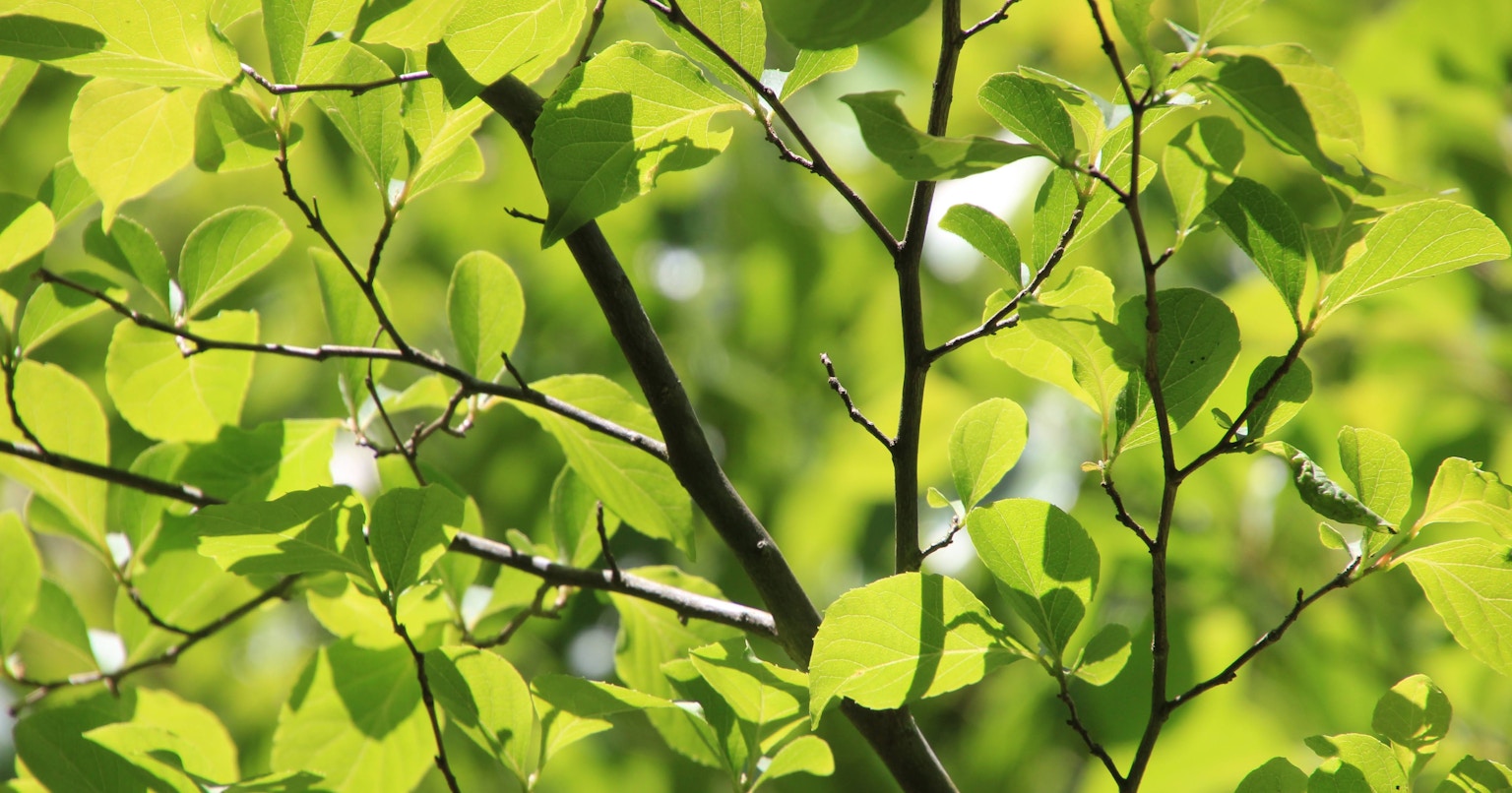 #green | Was sich aus grünen Fotos ergibt | Focus #141