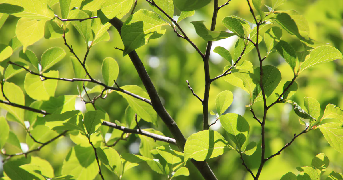 #green | Discovering the Essence of Green Photos | Focus #141
