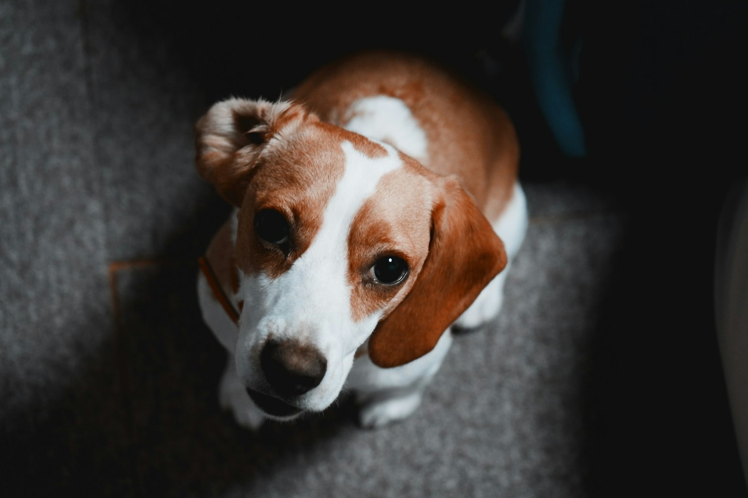 2023-10-how-to-start-animal-photography-image-12