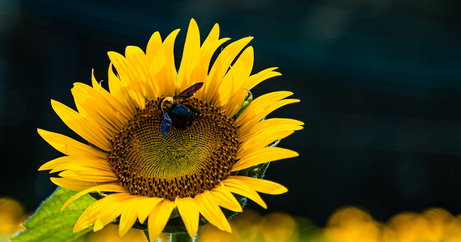 Capture Special Summer Moments from Sunflower Fields to Fireworks | Knowledge #74