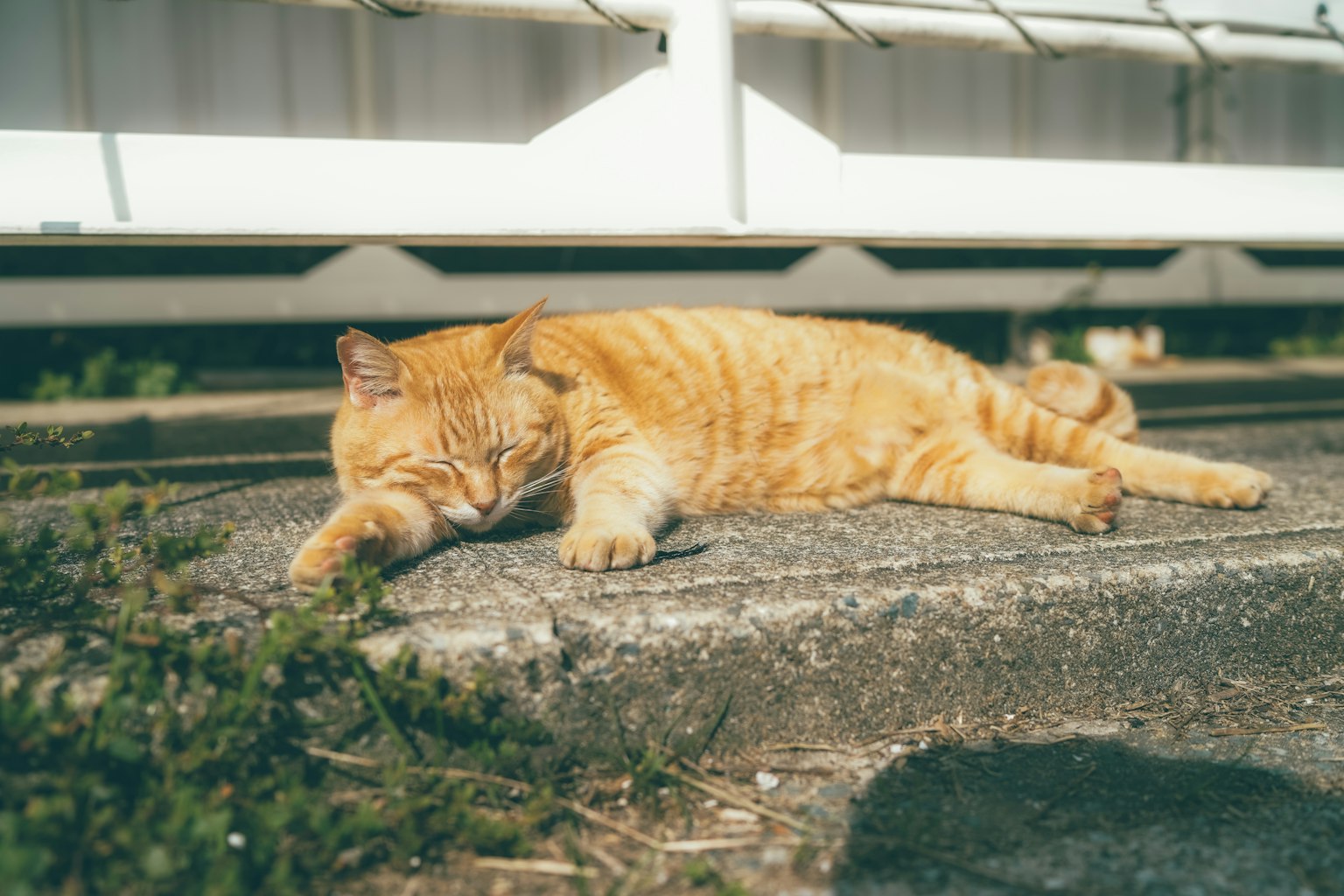 2024-04-roji-neko-image-8