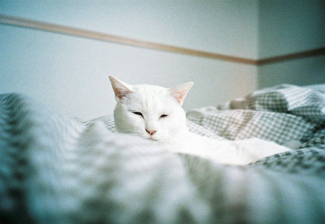 Photo by ayako