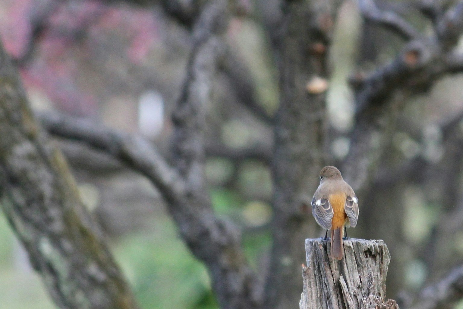 2025-03-bird-image-4
