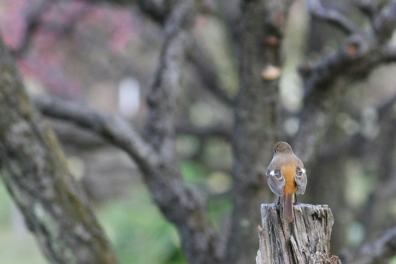2025-03-bird-image-4
