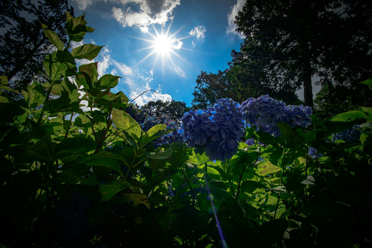 Esplora i Colori delle Ortensie: Significato dei Fiori e Bellissimi Luoghi di Fotografia | Focus #170