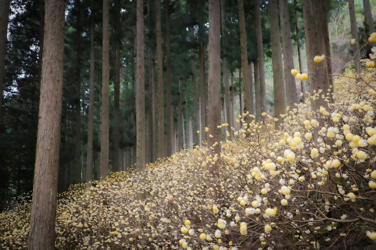 2025-04-april-photography-subjects-image-26