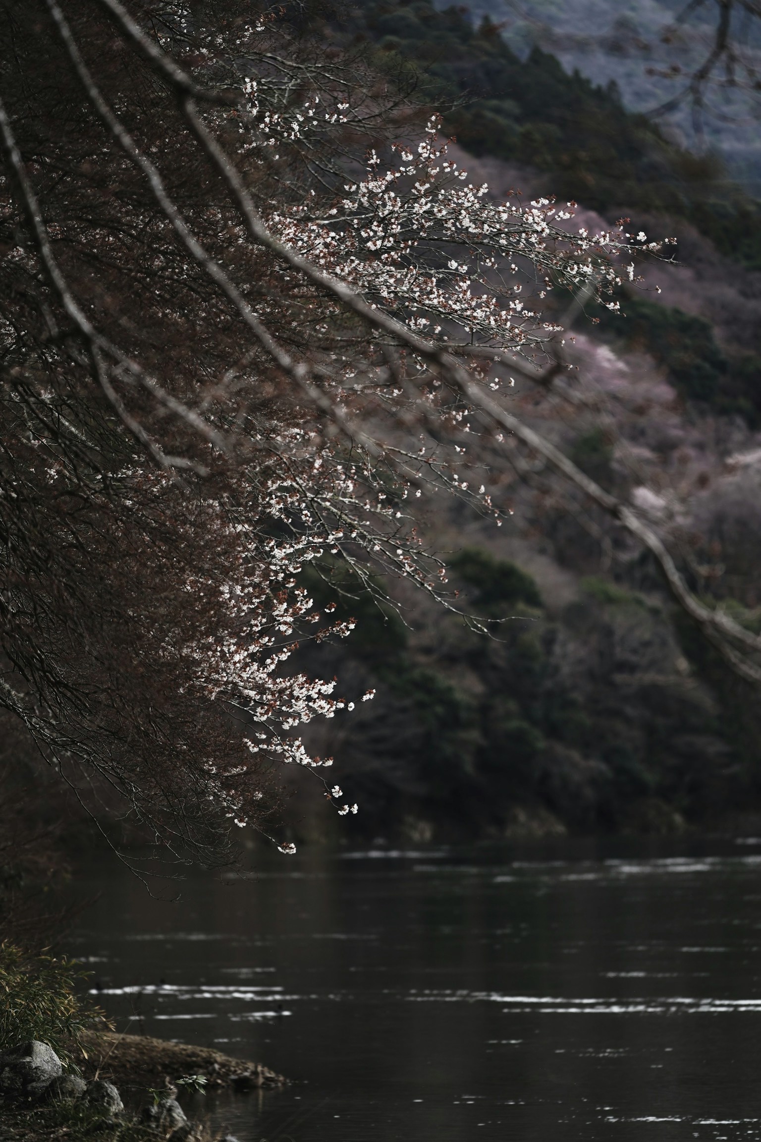 2024-05-spotlight-by-yanma222-fujikko-sugi-image-6