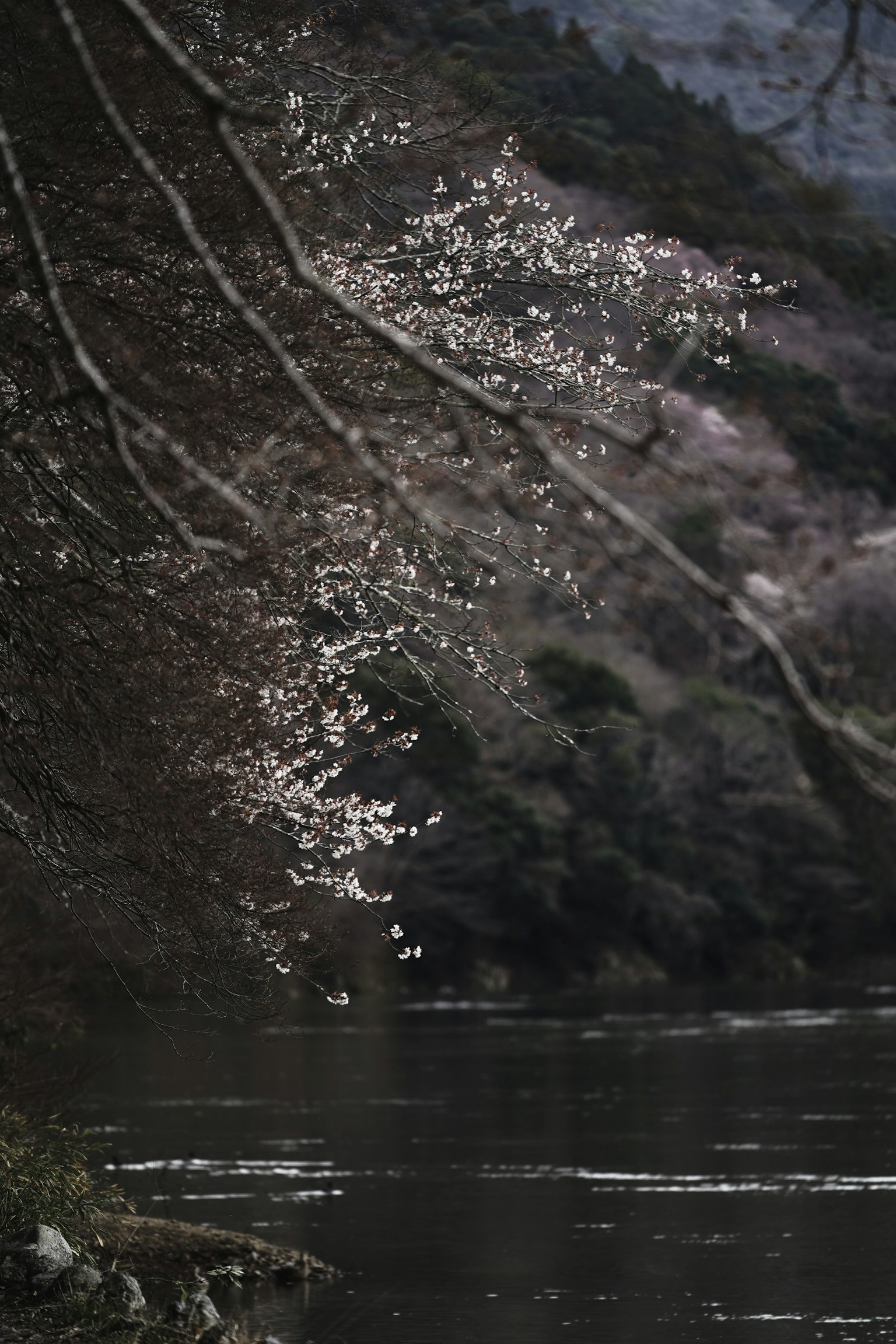 2024-05-spotlight-by-yanma222-fujikko-sugi-image-6