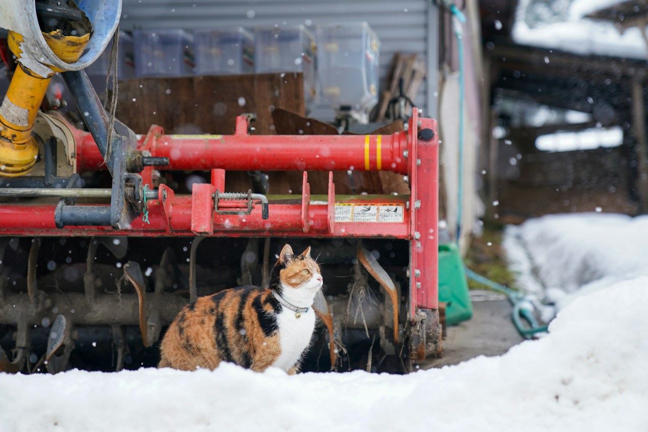 Esplorare la coesistenza tra umani e animali | Fotografo di animali Yoshihiko Sato | ISSUE #30