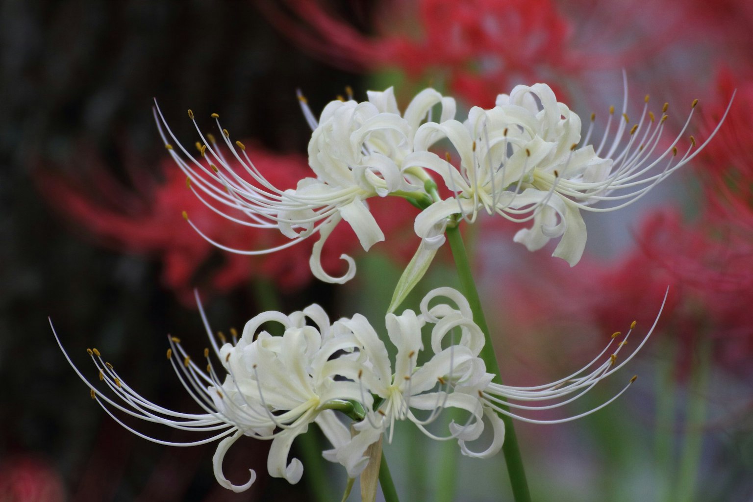 2024-09-lycoris-photograph-image-3