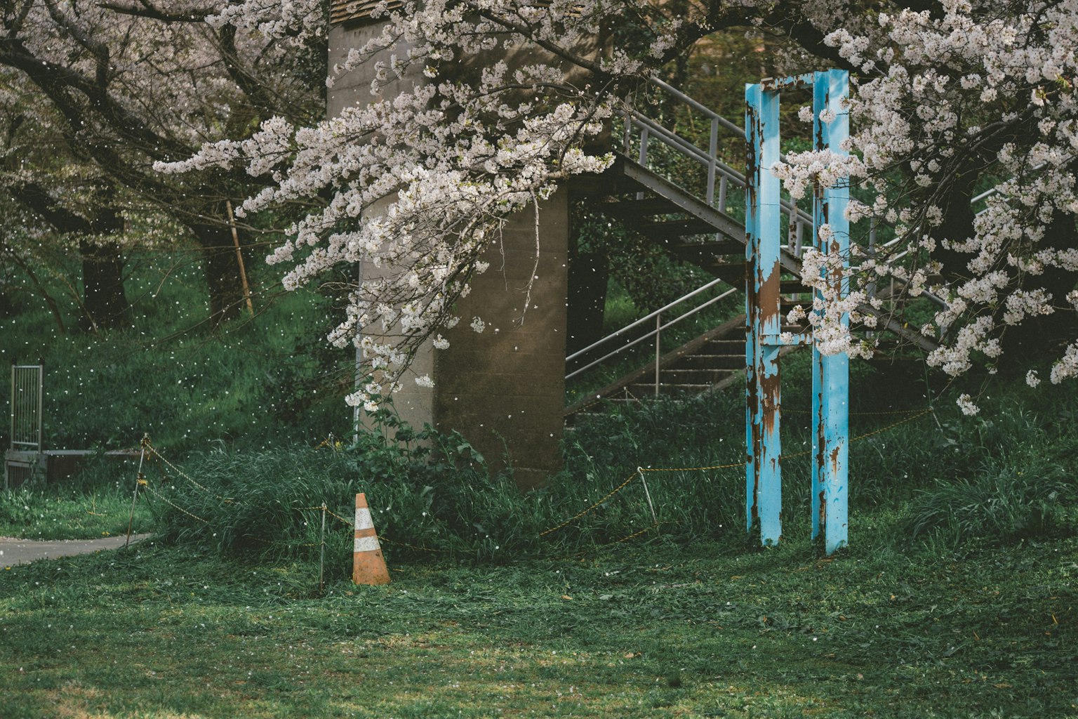 2025-06-blossoms-for-you-award-image-8