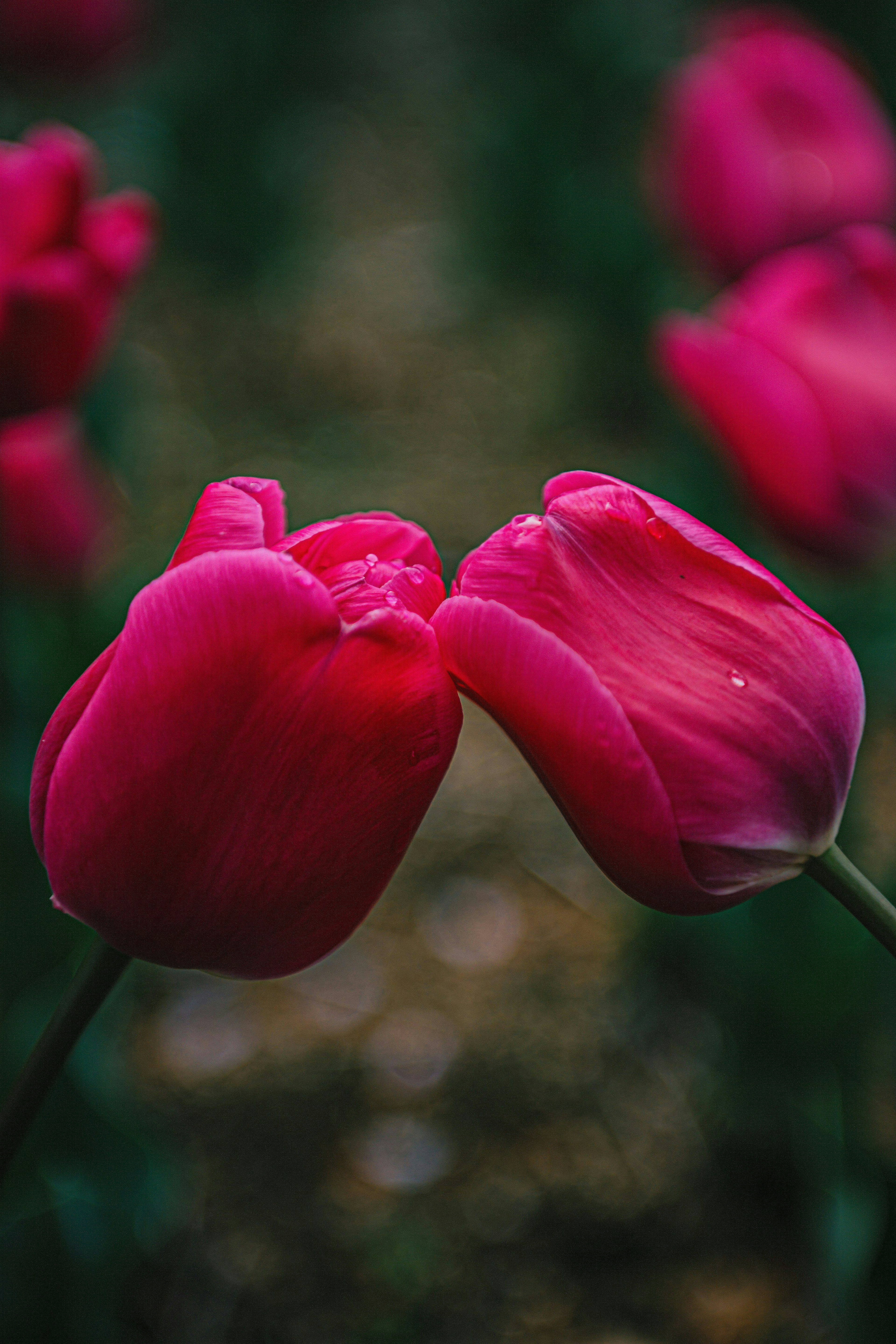 2025-05-spring-swing-award-image-11