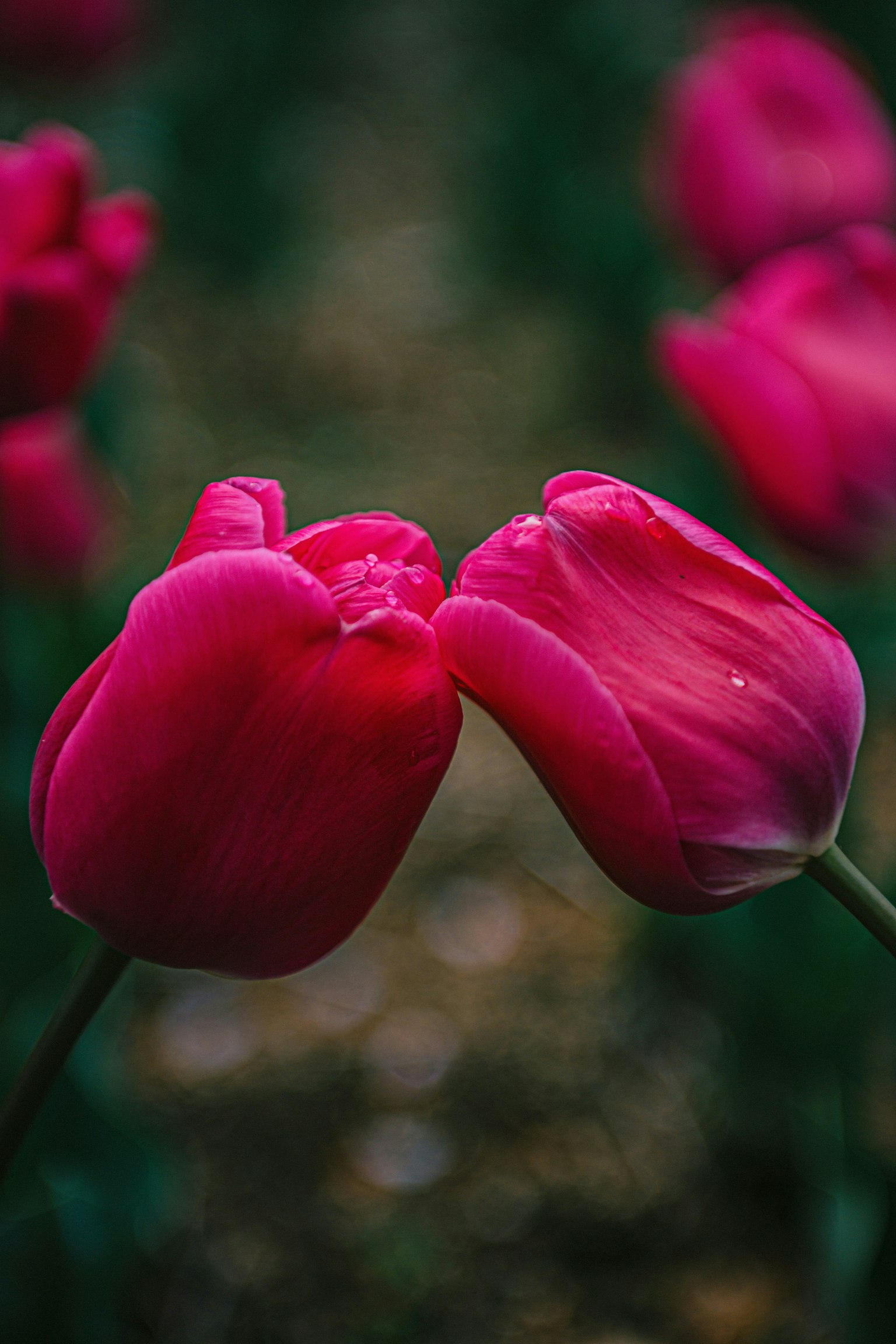 2025-05-spring-swing-award-image-13