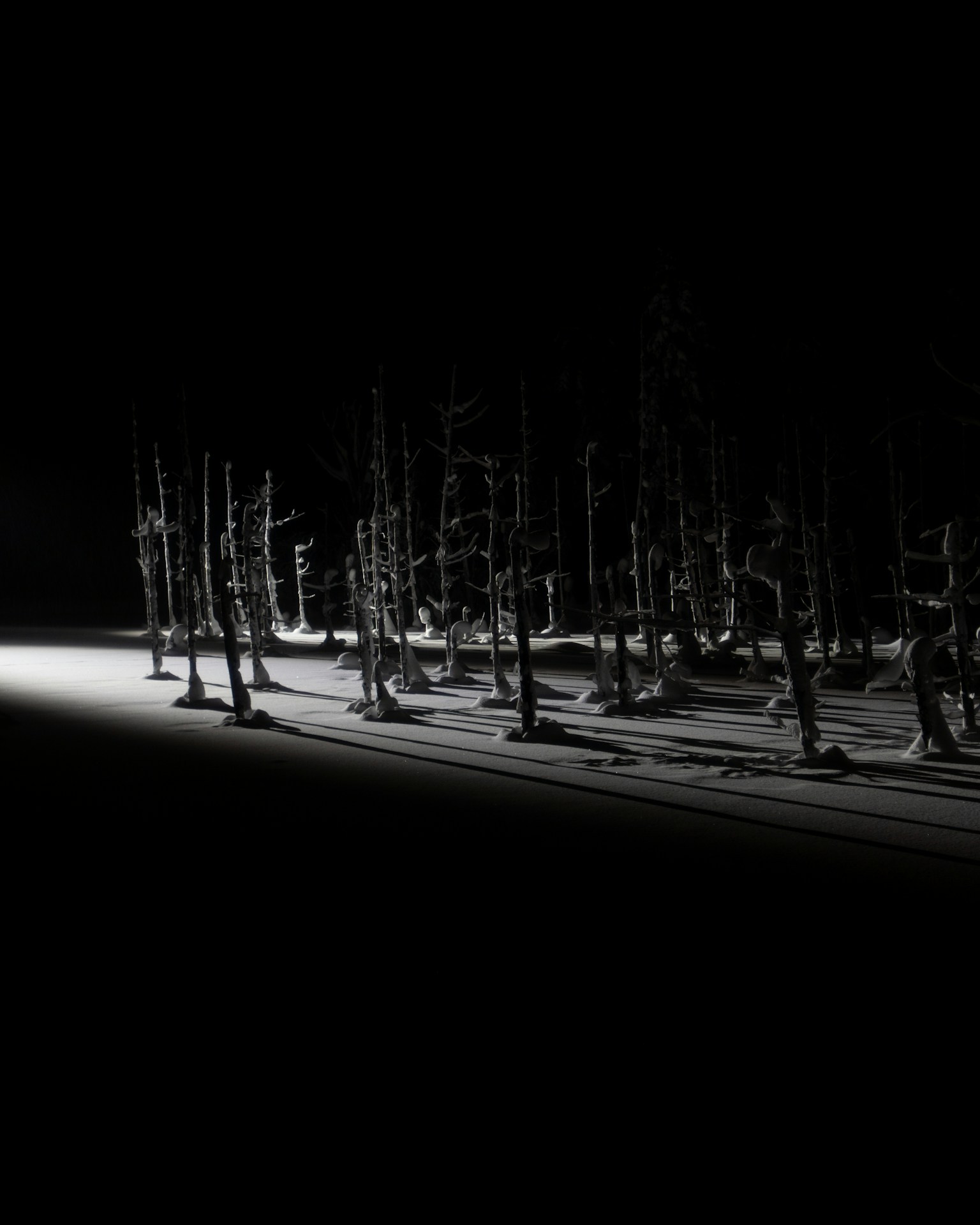 2024-03-shadow-image-5