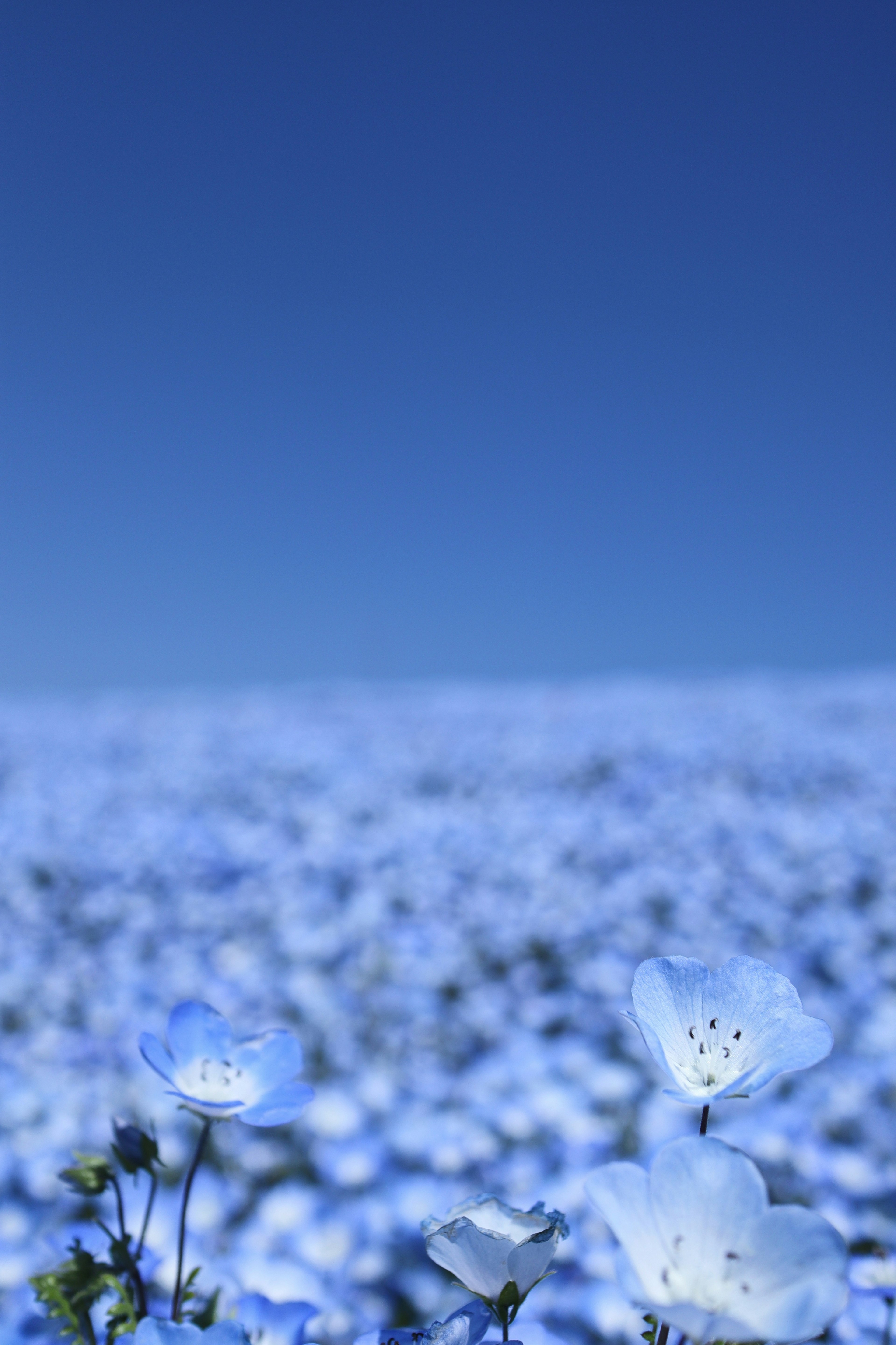 2024-04-nemophila-image-11