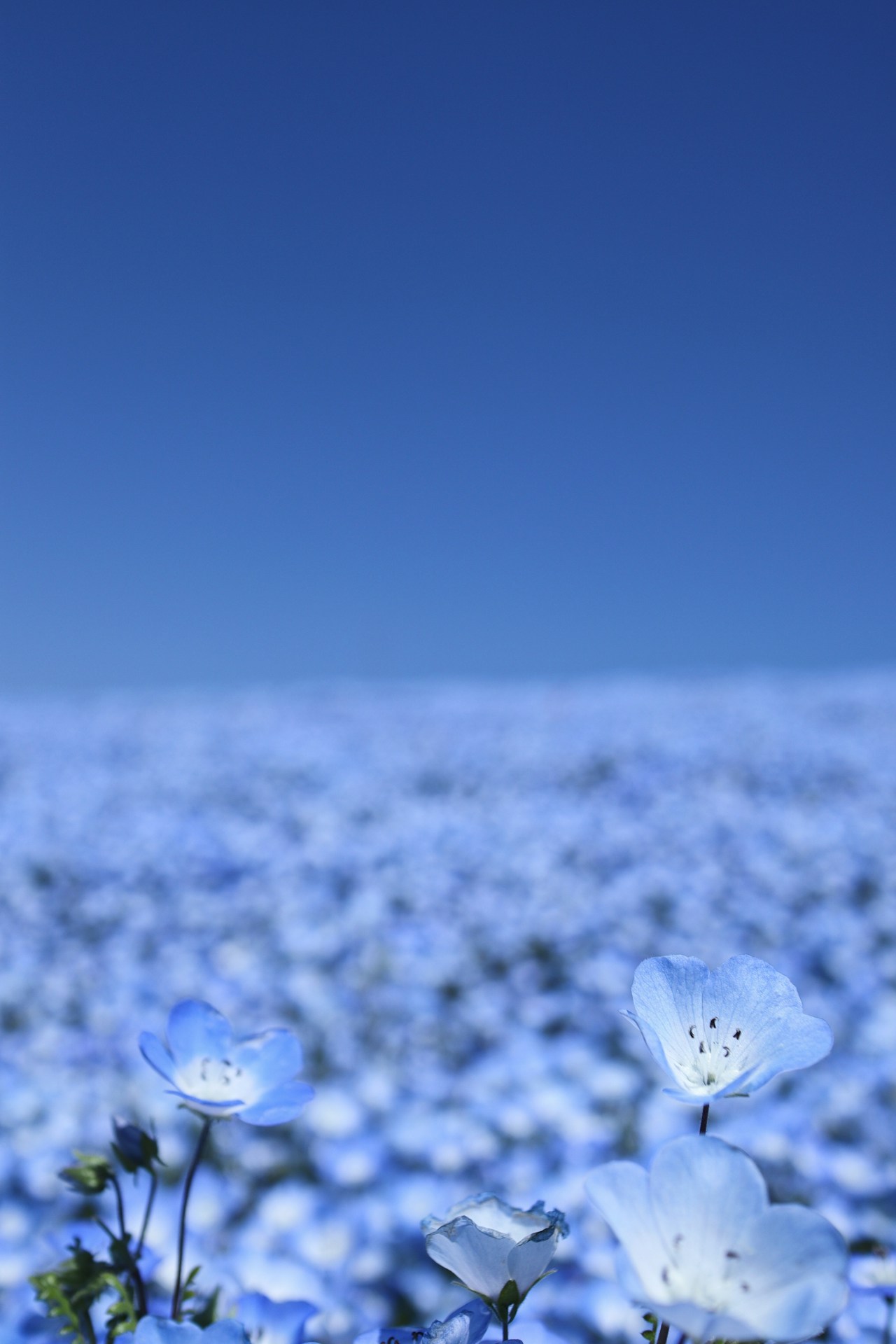 Image by marusuke