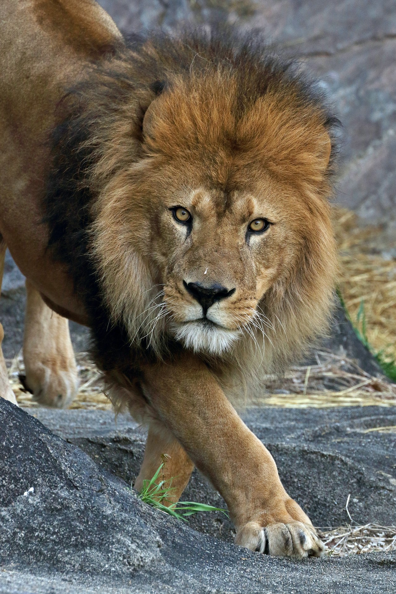 Tipps zum Fotografieren von Tieren im Zoo | Focus #263