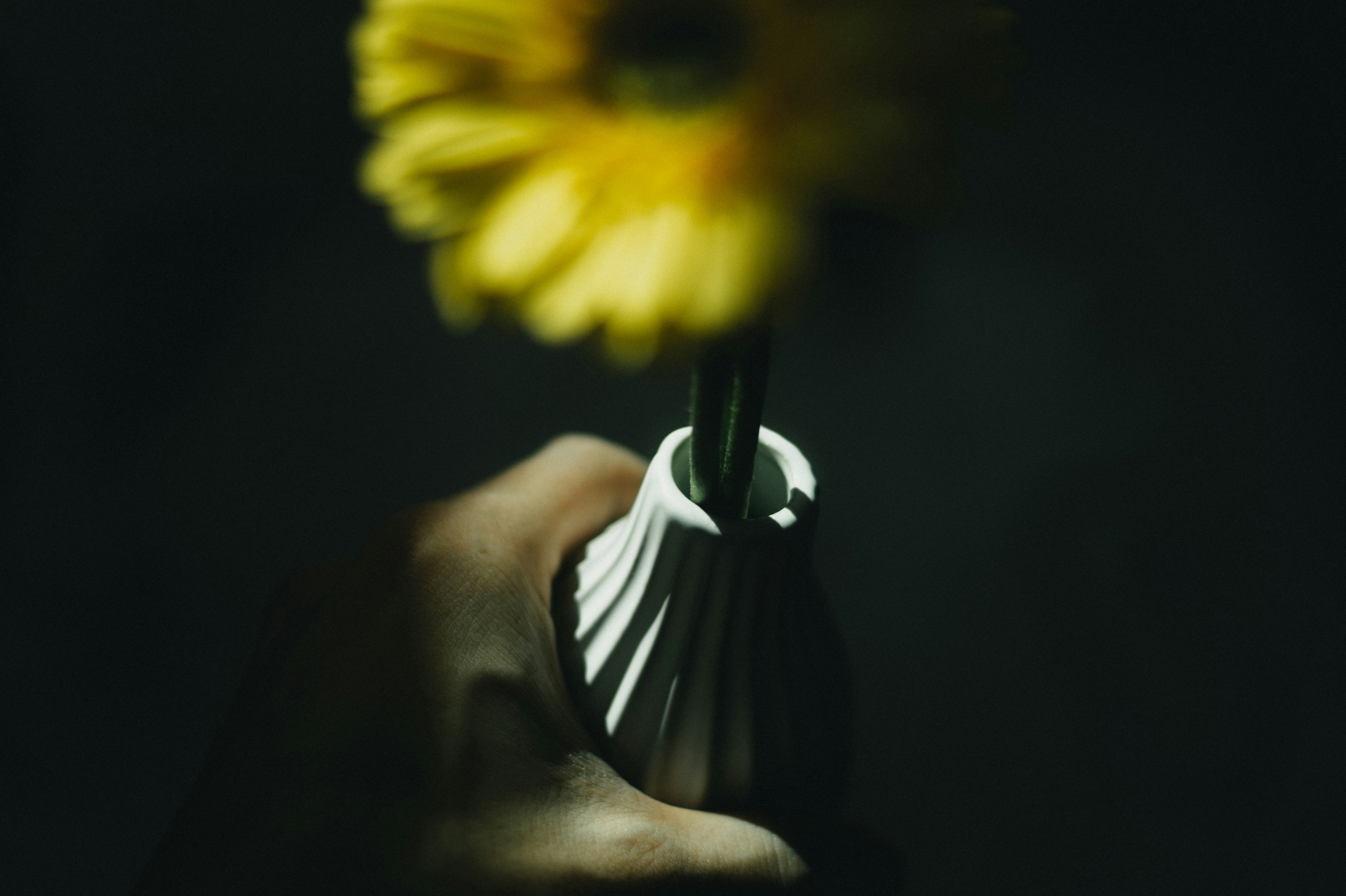 2026-02-flower-photography-ephemeral-beauty-cover-image