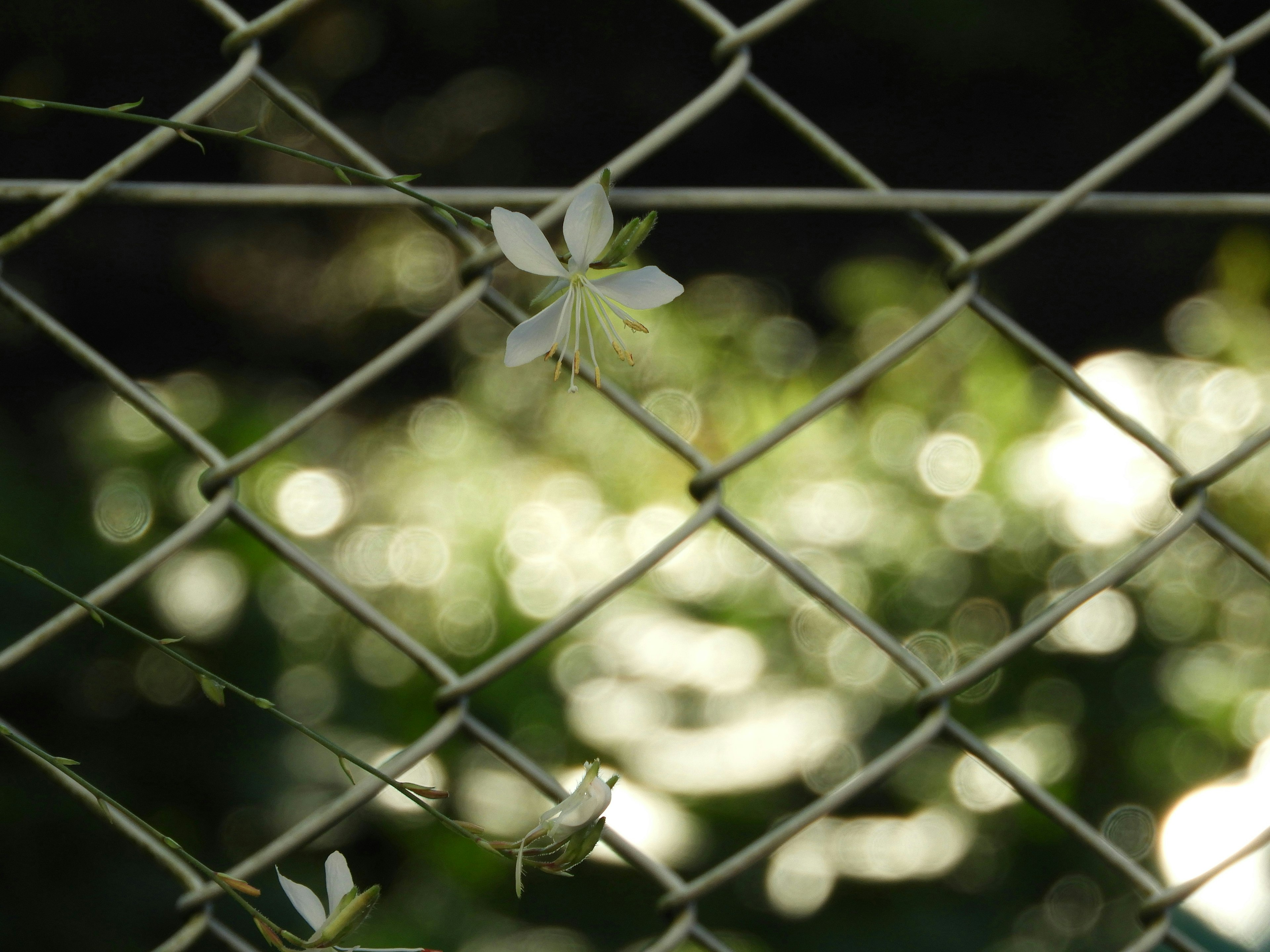 2025-05-lens-image-6