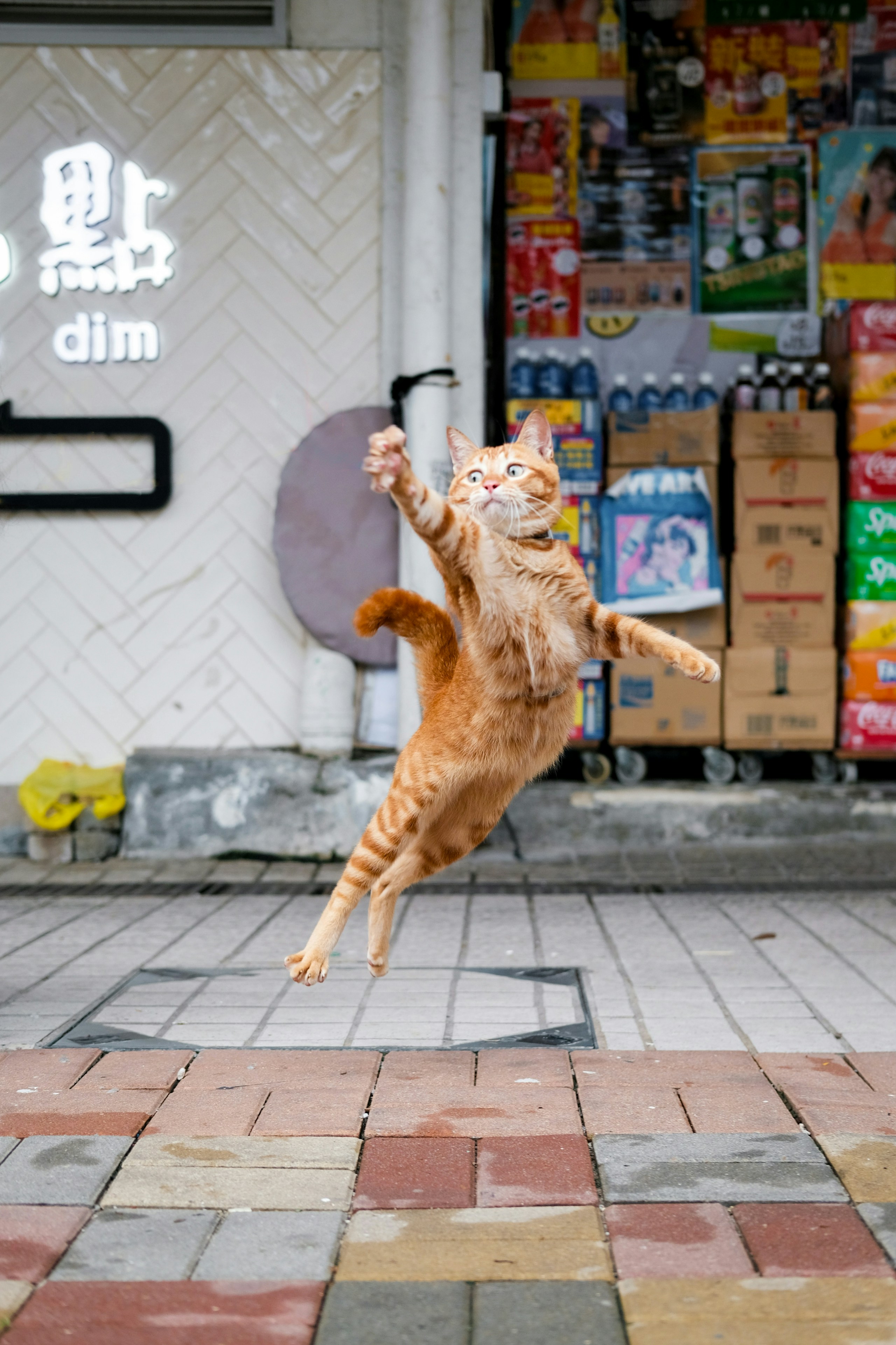 2026-04-find-new-pieces-cat-image-80