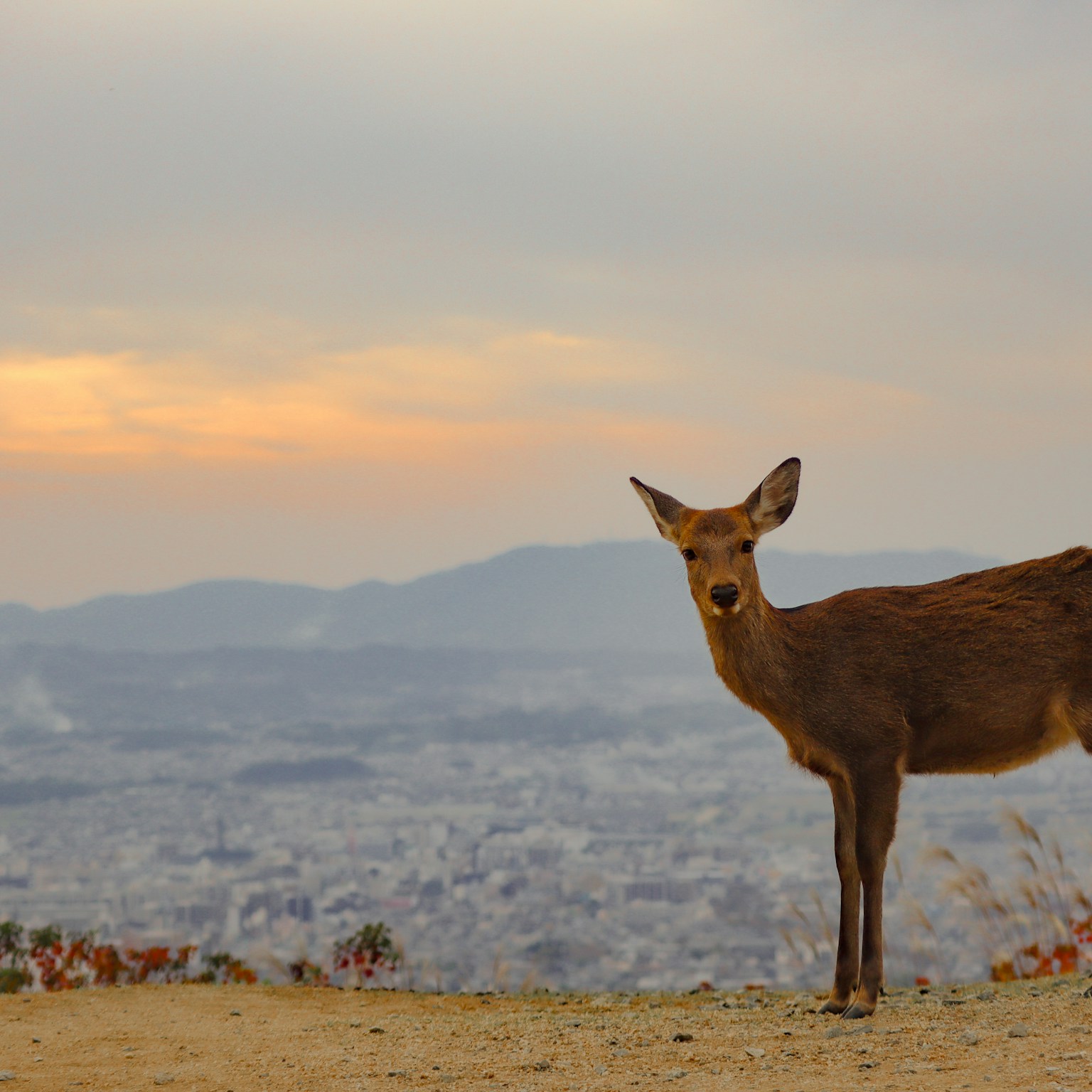 2024-07-animal-cover-image