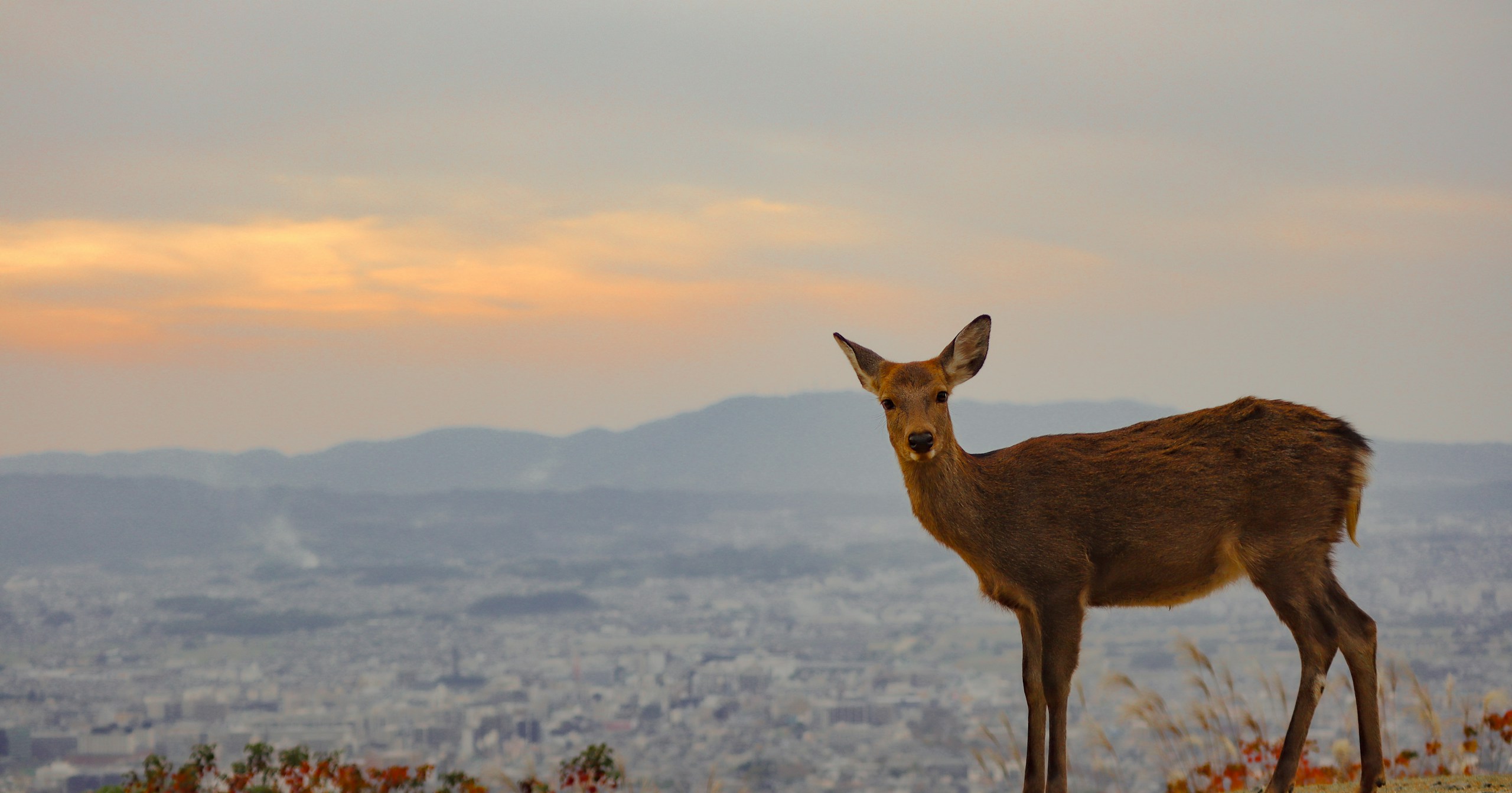 #animal | Dialogare con gli animali attraverso le fotografie | Focus #262