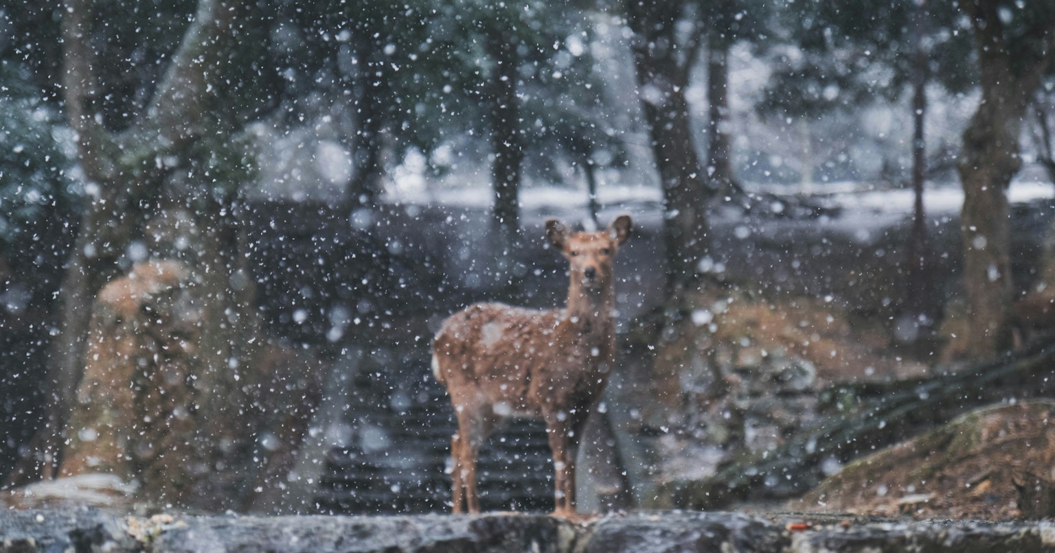 2025-03-february-diary-25-award-cover-image