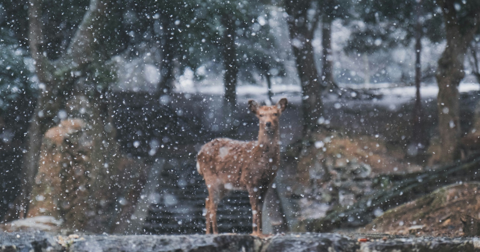 2025-03-february-diary-25-award-cover-image