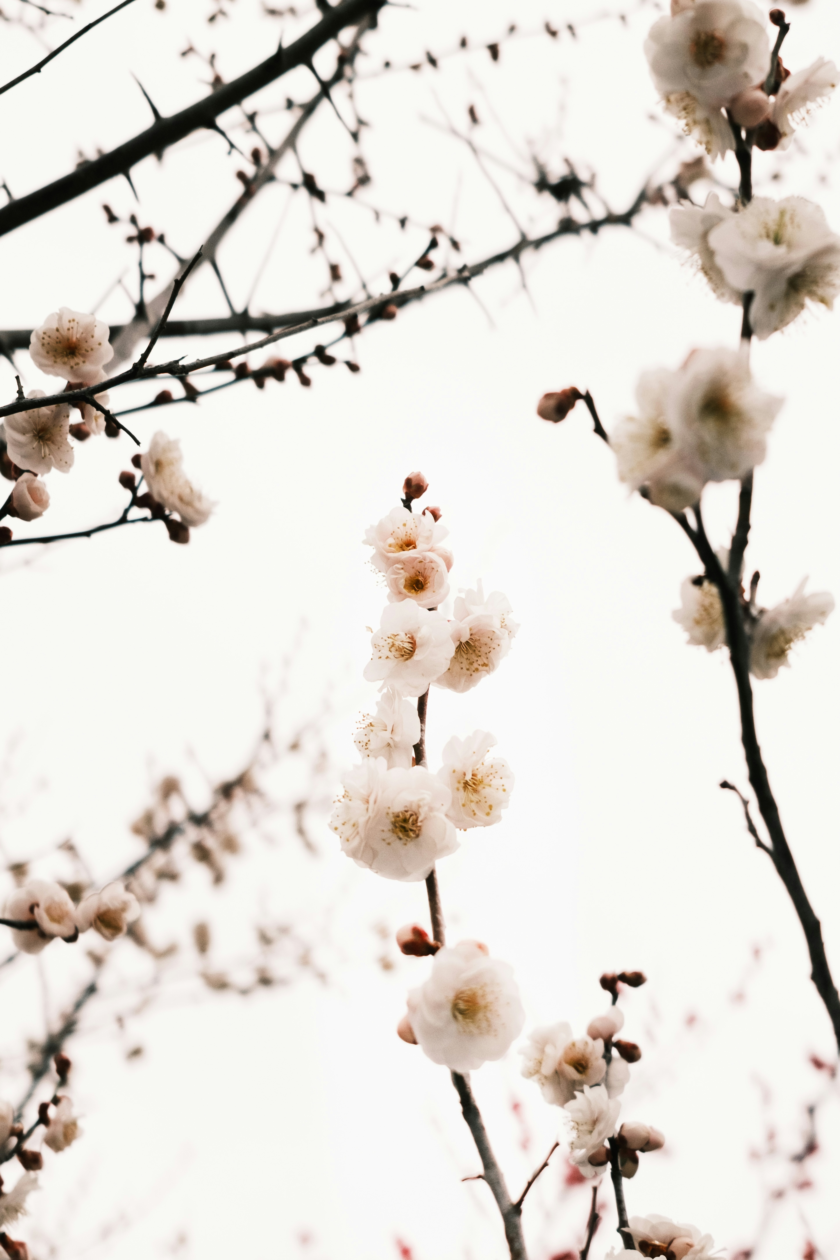 2026-04-find-new-pieces-flower-image-16