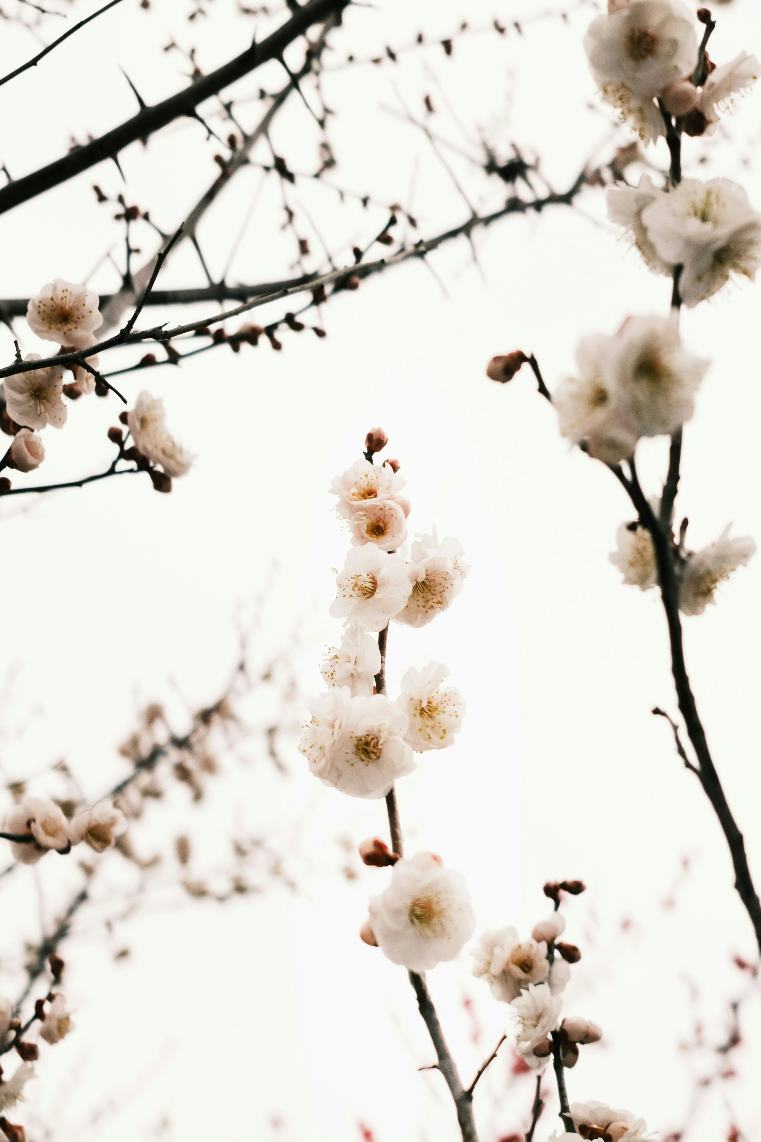 2026-04-find-new-pieces-flower-image-16