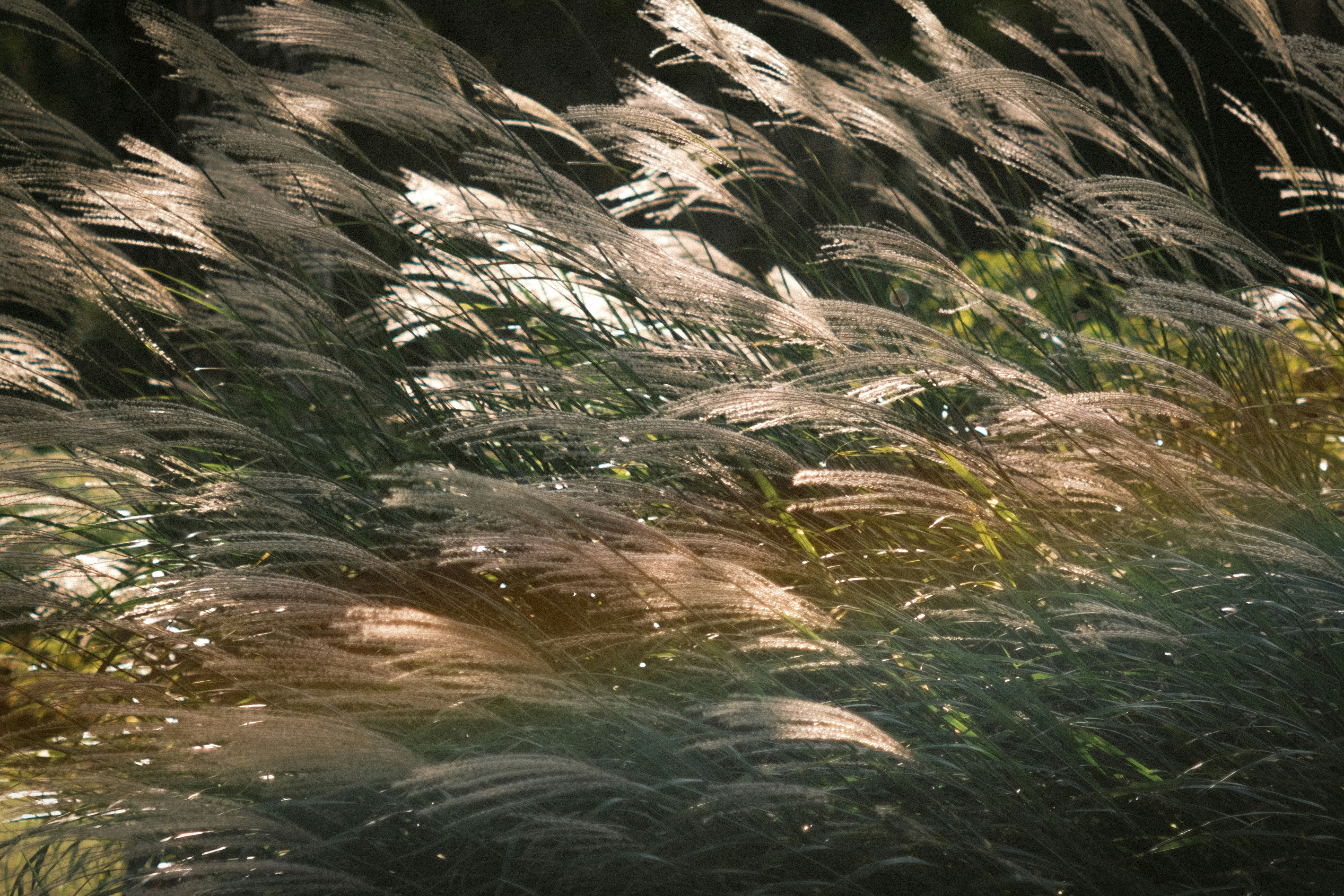 2026-04-bokeh-image-4