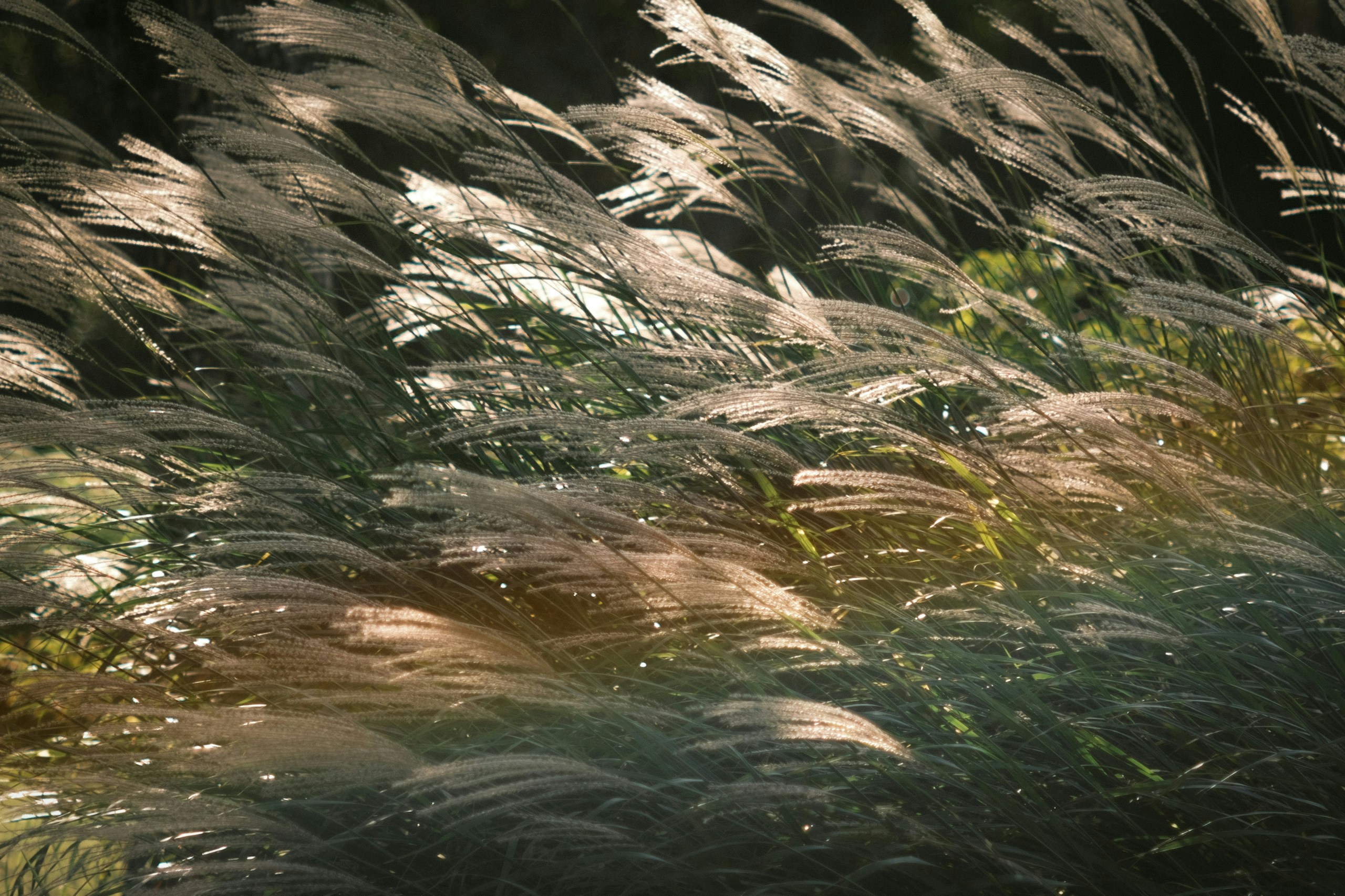 2026-04-bokeh-image-4