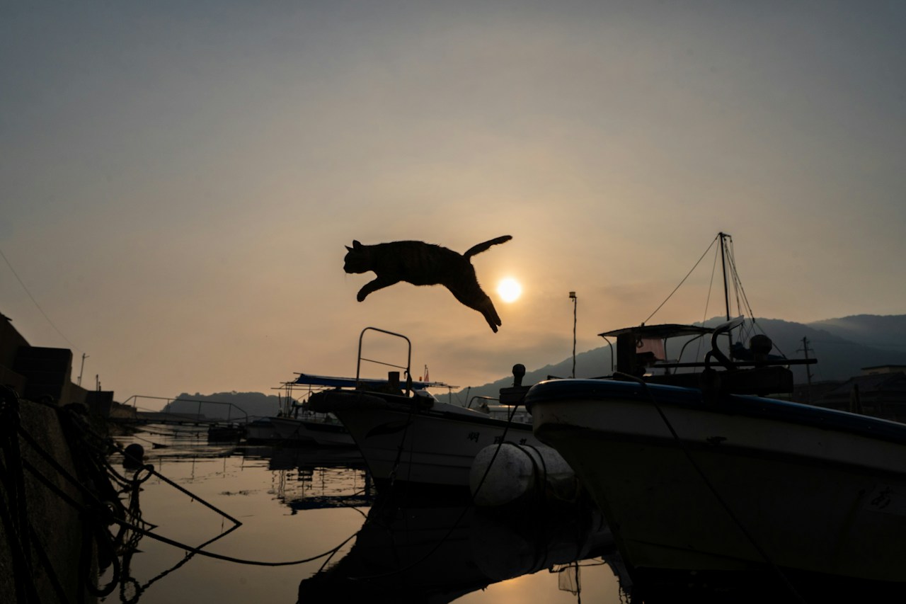 Esplorare la coesistenza tra umani e animali | Fotografo di animali Yoshihiko Sato | ISSUE #30