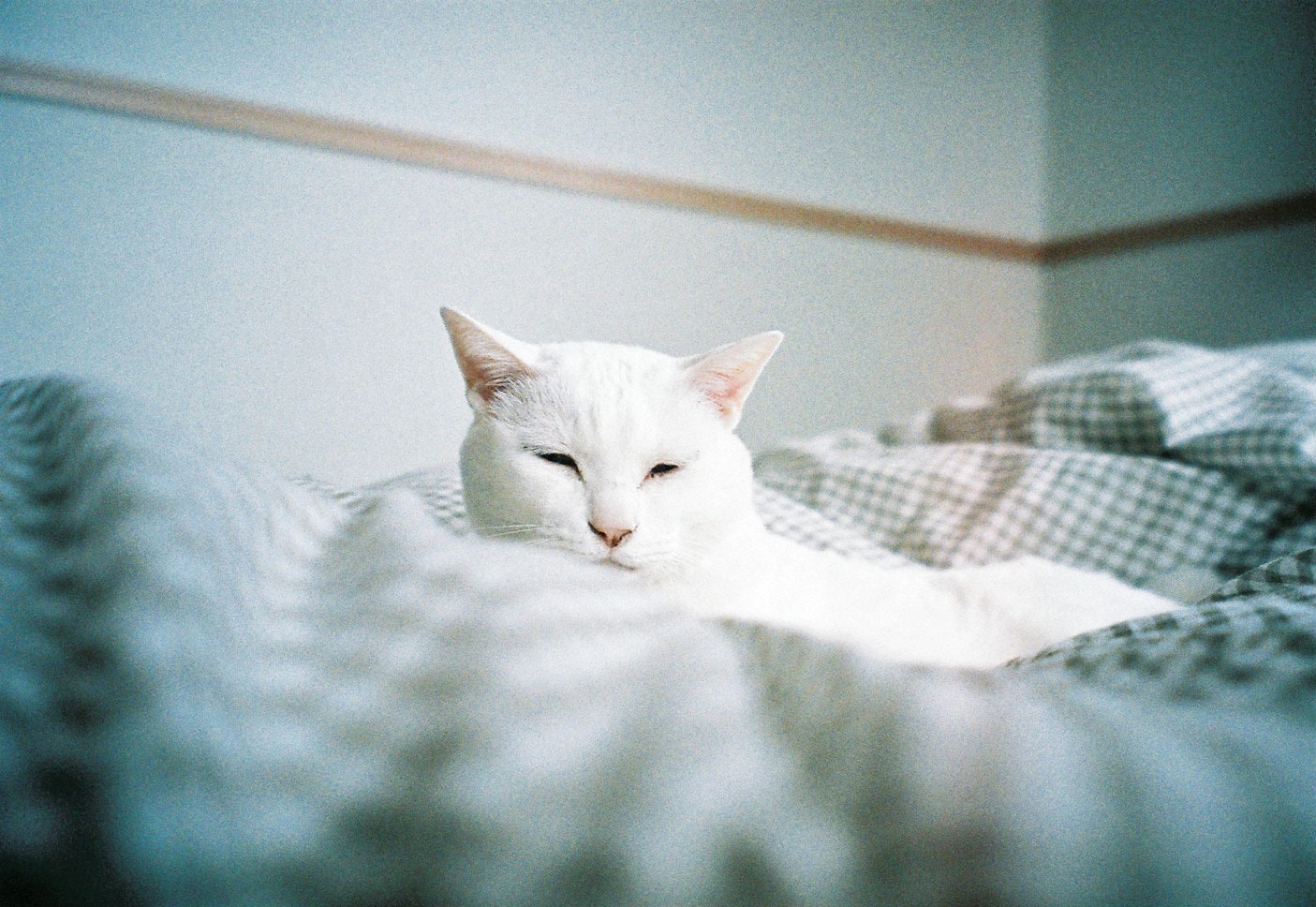 2024-11-white-collection-image-14