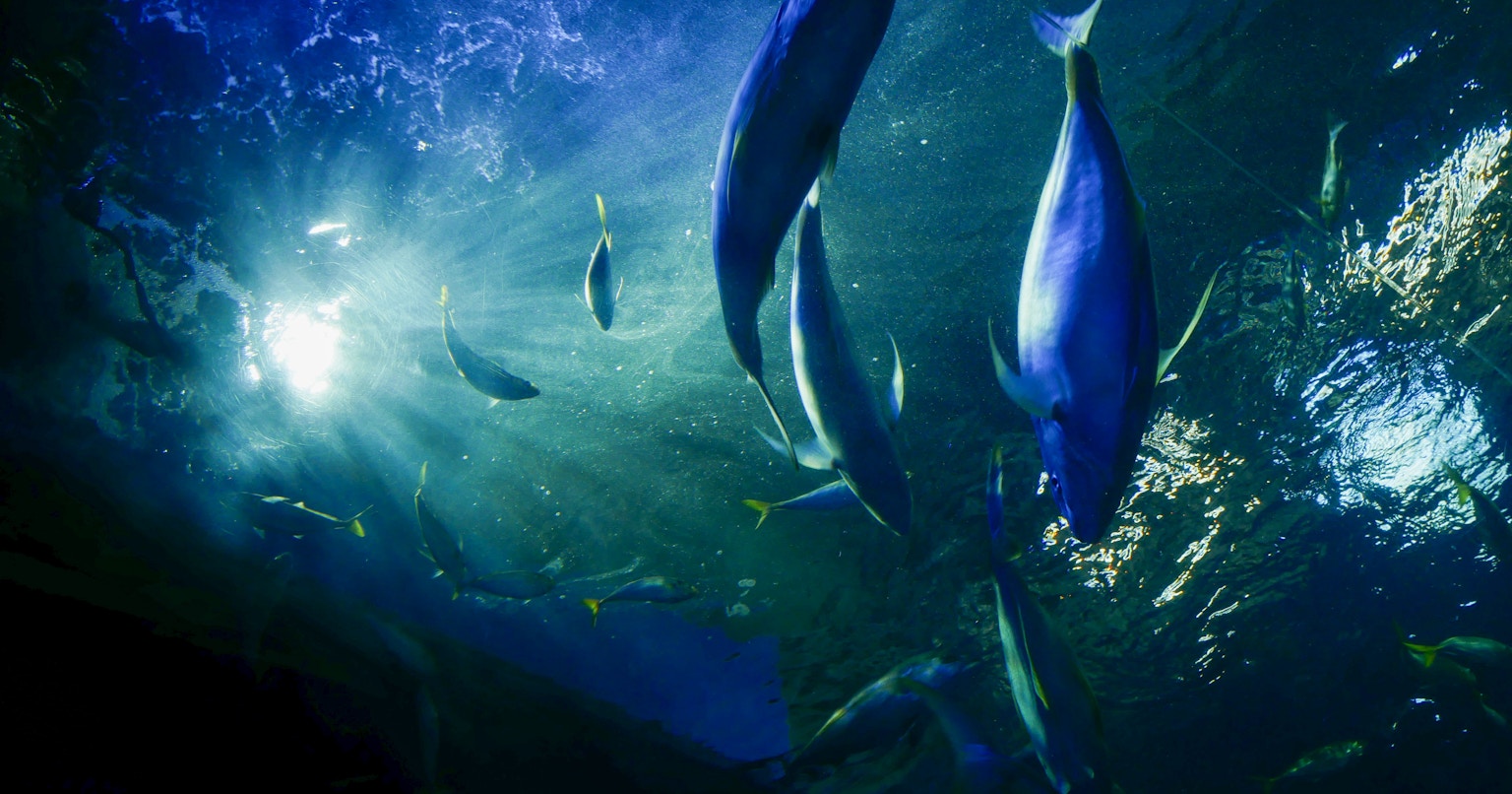 Tecniche per Fotografare Splendidamente le Creature in Acquario | Knowledge #138