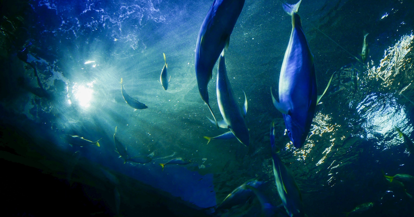 Techniques for Beautiful Photography of Aquarium Creatures | Knowledge #138