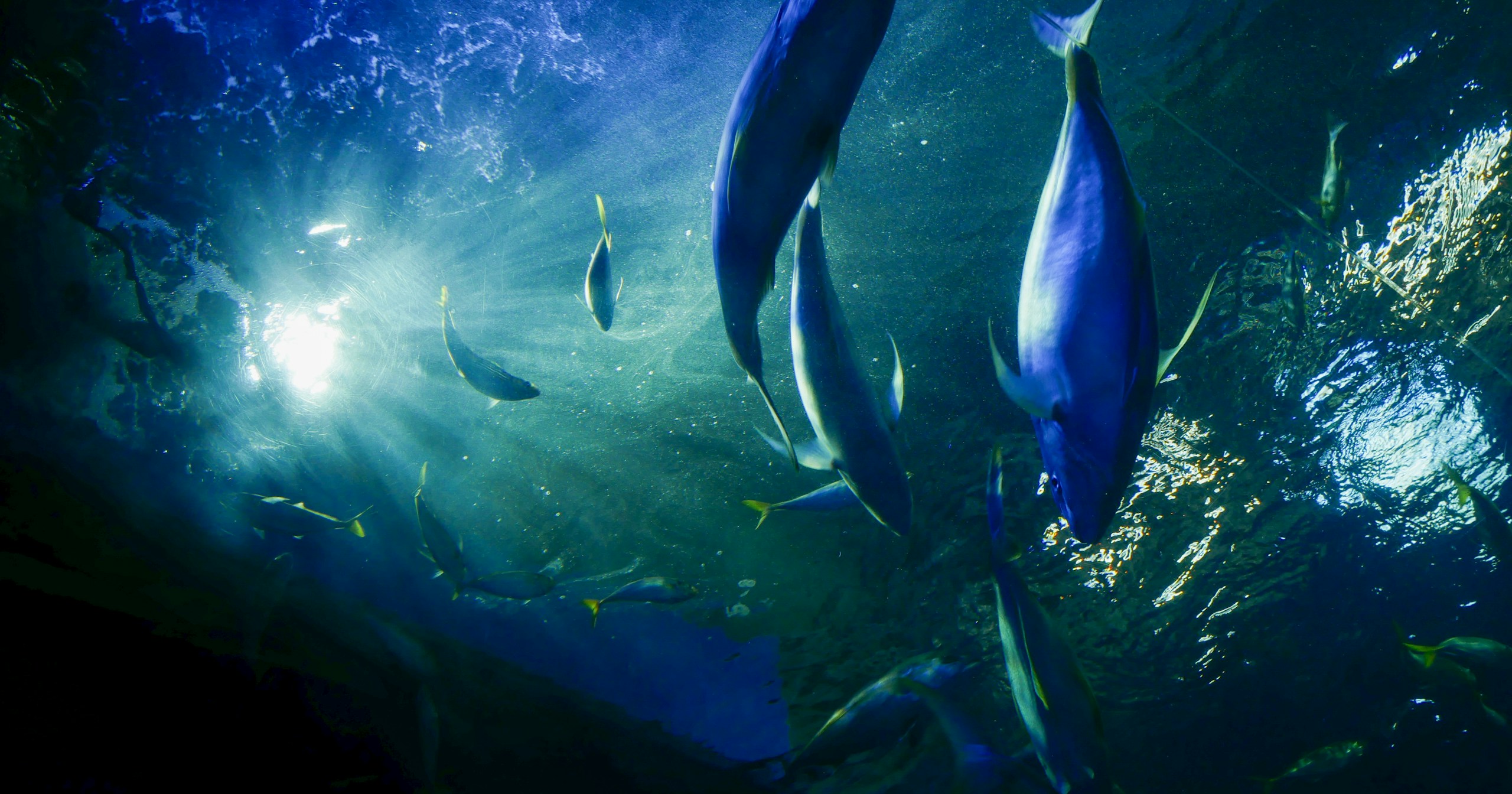 Techniques for Beautiful Photography of Aquarium Creatures | Knowledge #138