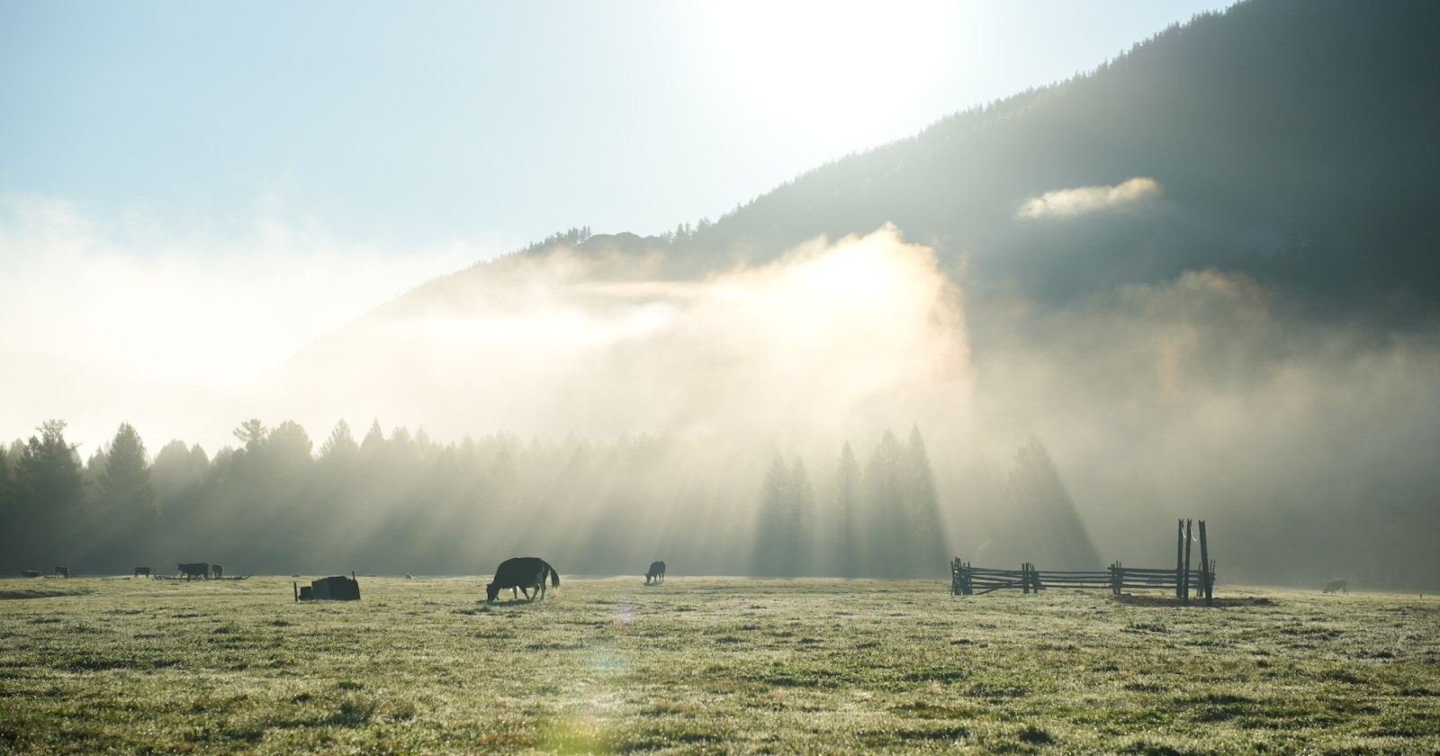 Tecniche per fotografare la nebbia in modo affascinante | Knowledge #140