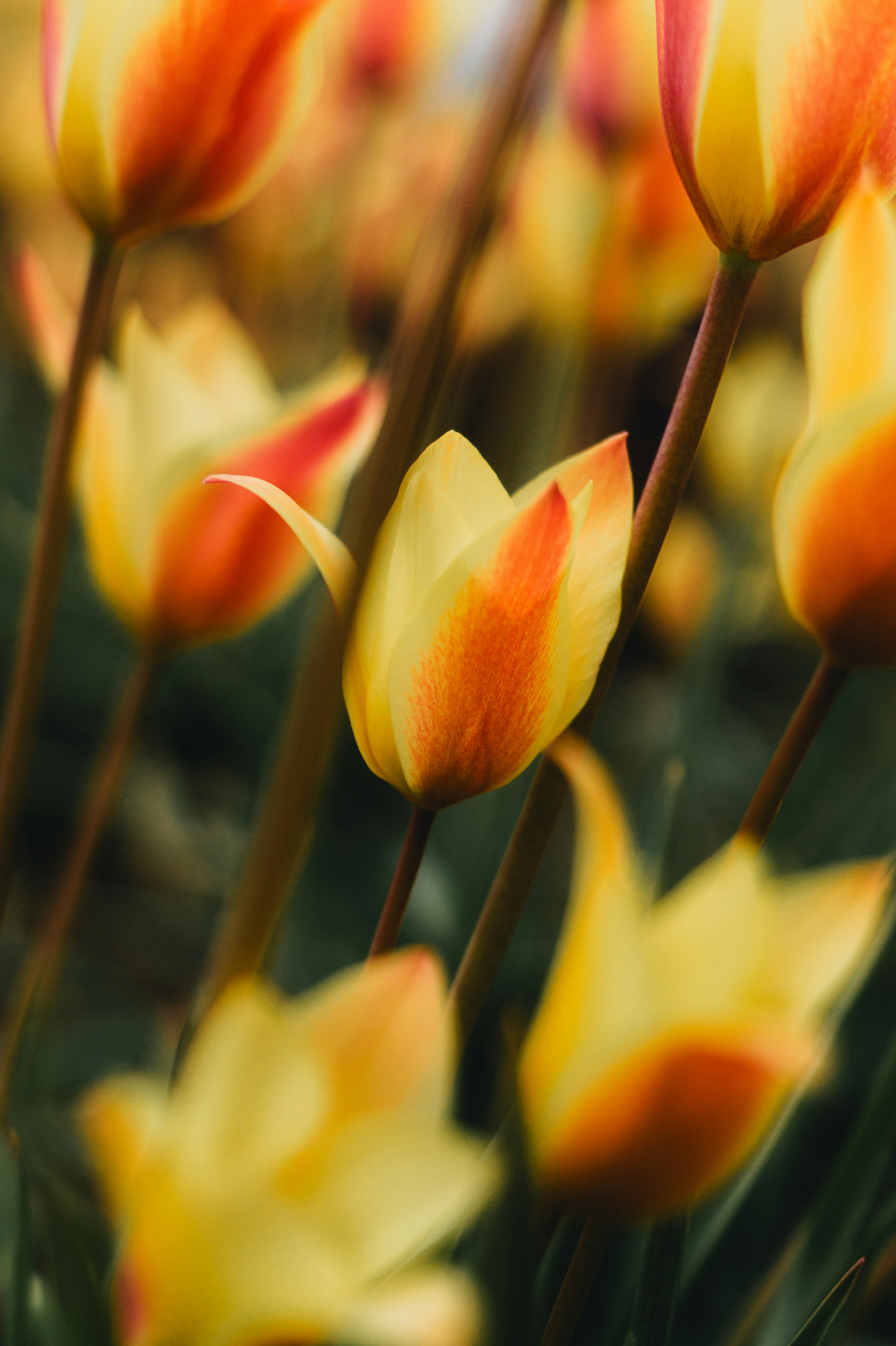 2026-03-selective-focus-floral-photography-image-2