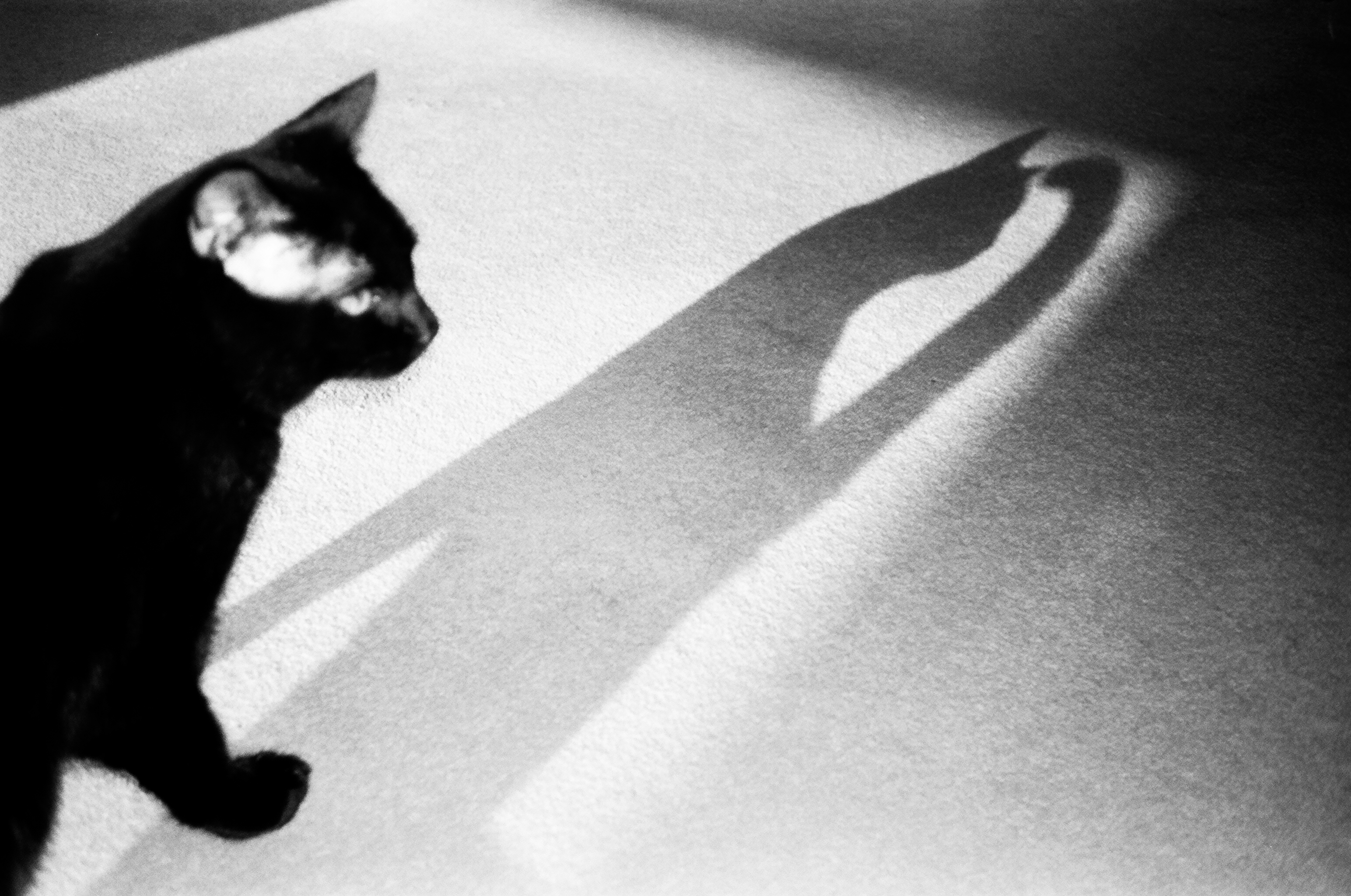 2026-04-find-new-pieces-cat-cover-image