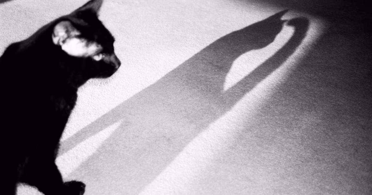 Threads Entdeckungsprojekt | find new pieces『cat』| Begegnung mit unentdeckten Talenten | Focus #657