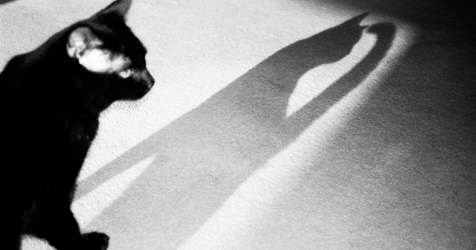 Threads Progetto di Scoperta | find new pieces『cat』| Incontro con talenti ancora sconosciuti | Focus #657