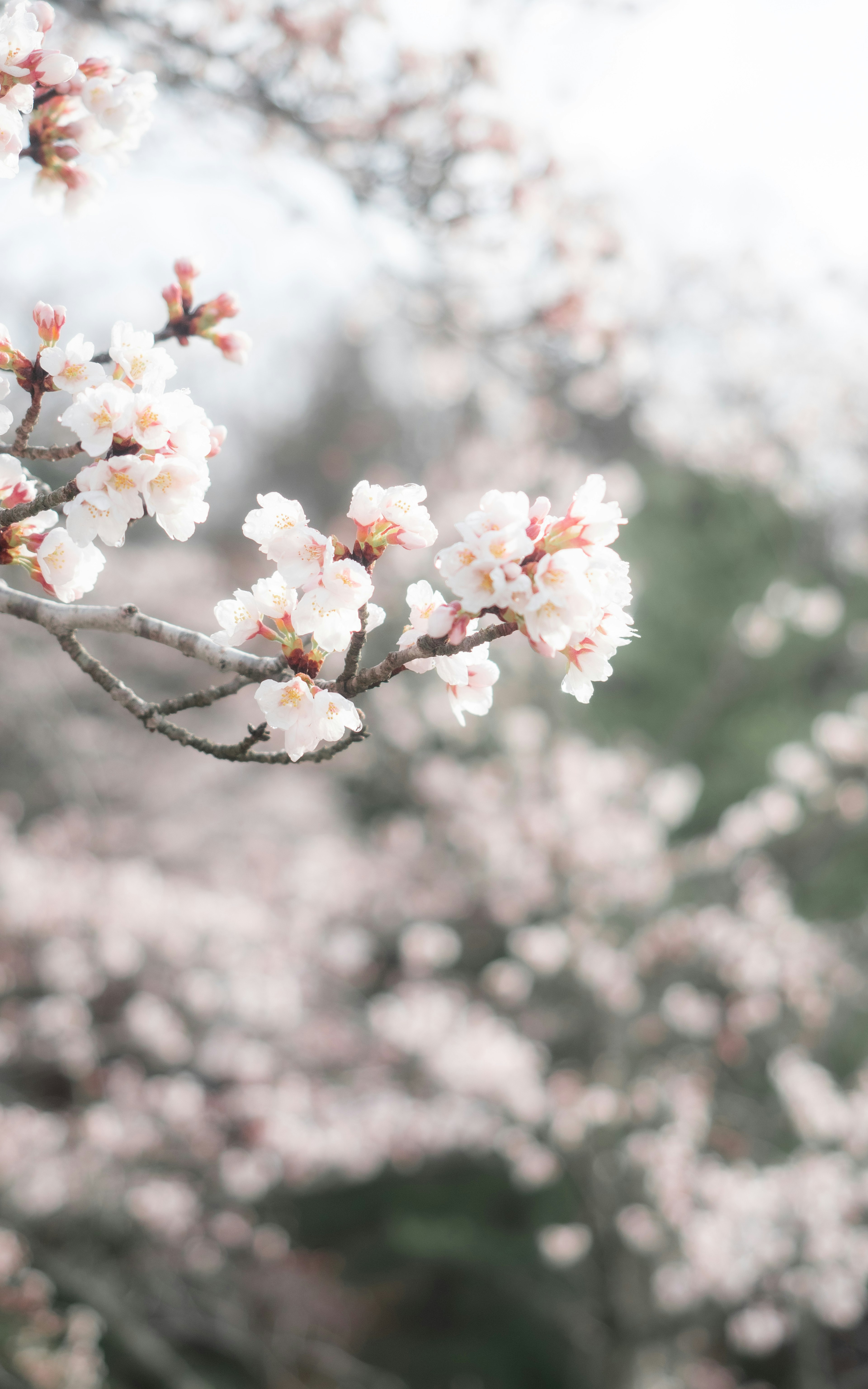 2023-04-colors-in-spring-image-5