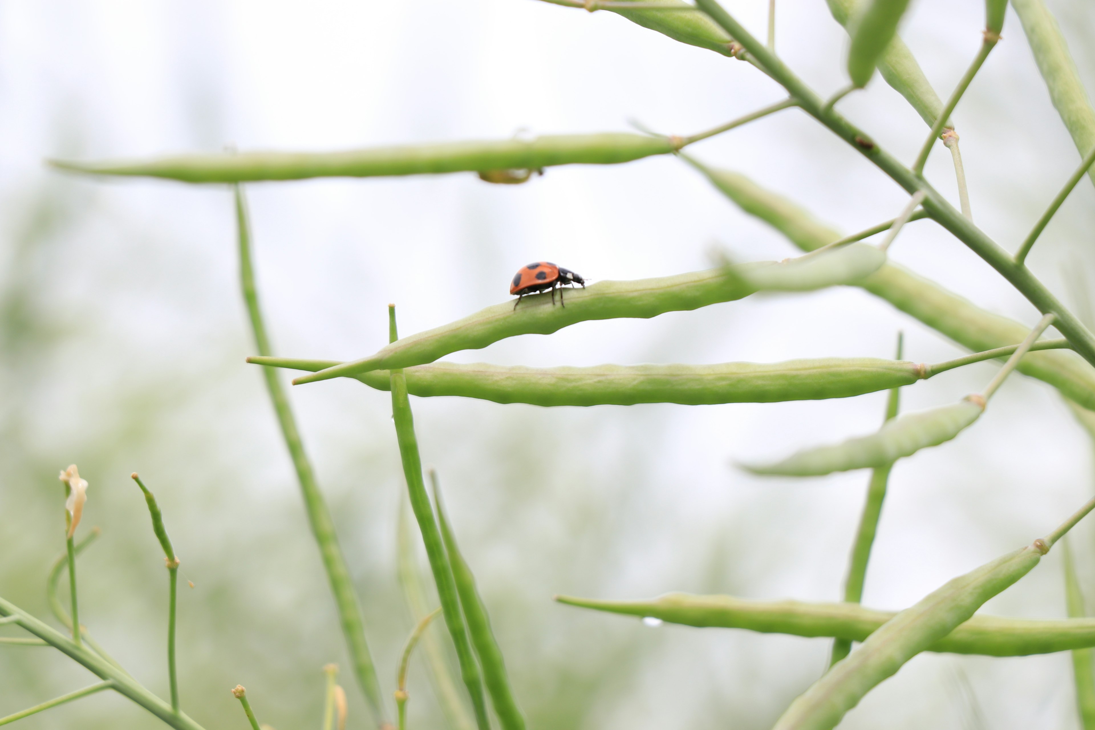 2024-04-macro-world-of-insects-image-9