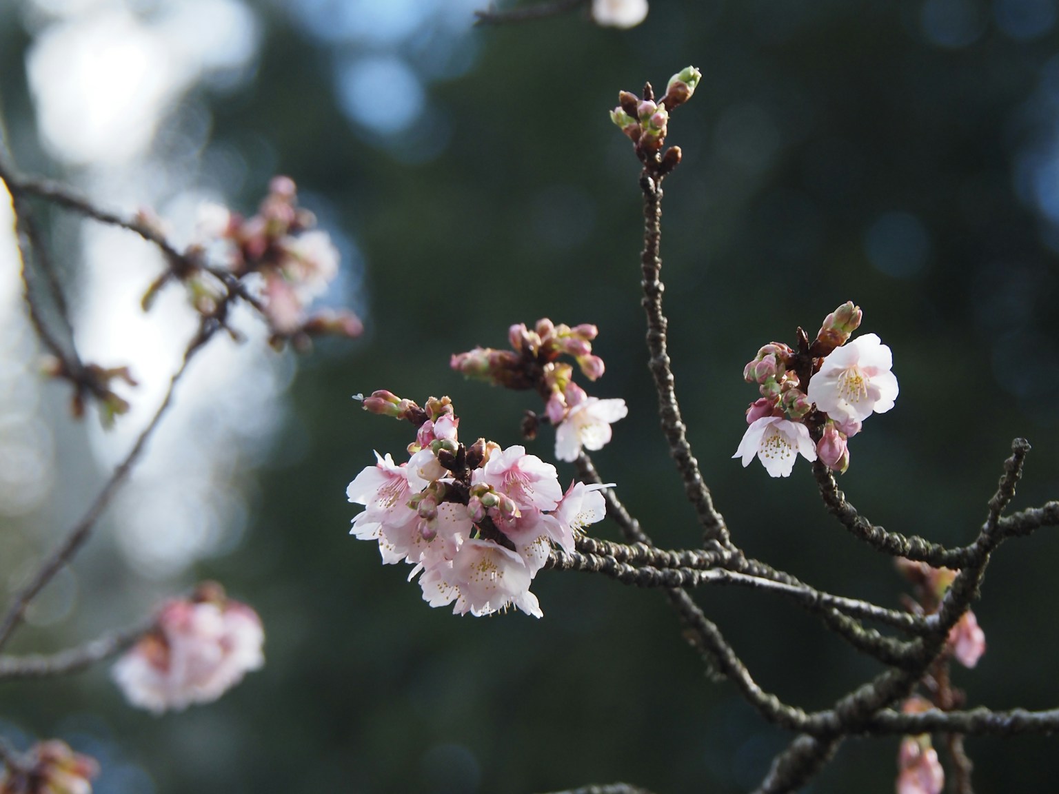 2024-03-guide-of-sakura-photography-image-12