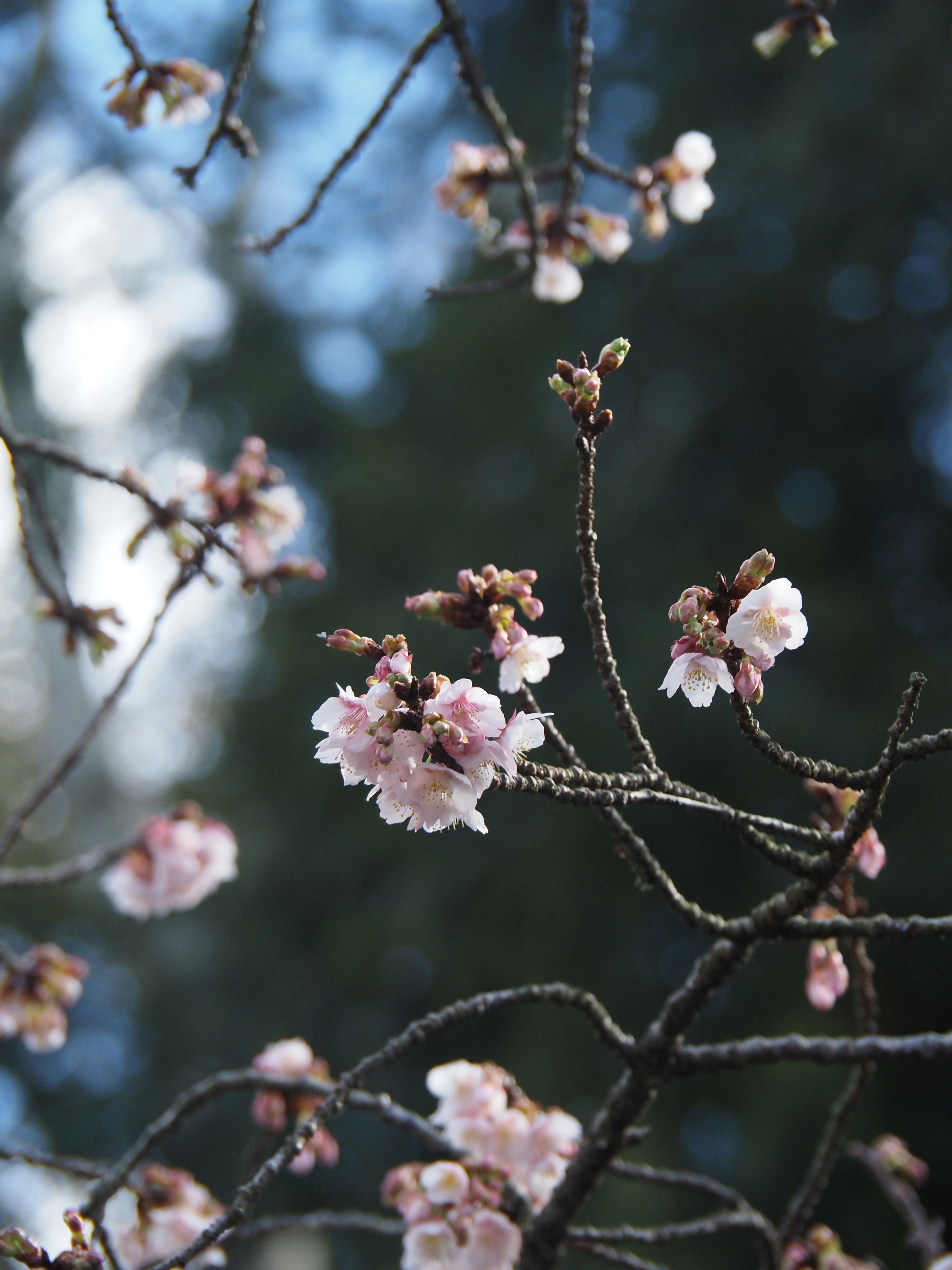 2024-03-guide-of-sakura-photography-image-12